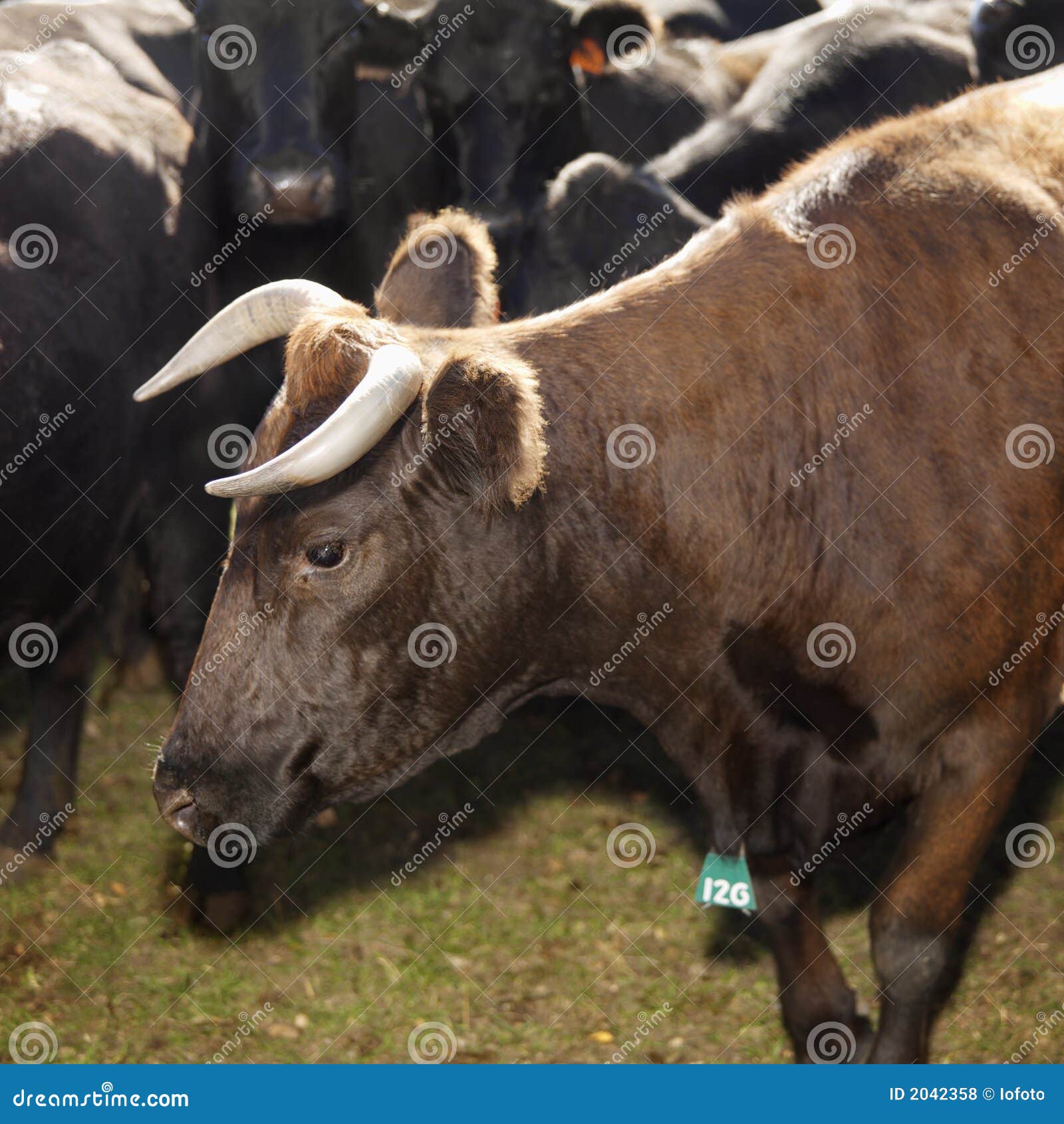 бык angus cows Девон стоковое фото. изображение насчитывающей одно - 2042358