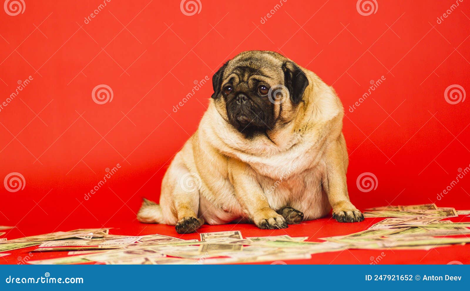 Толстый мопс