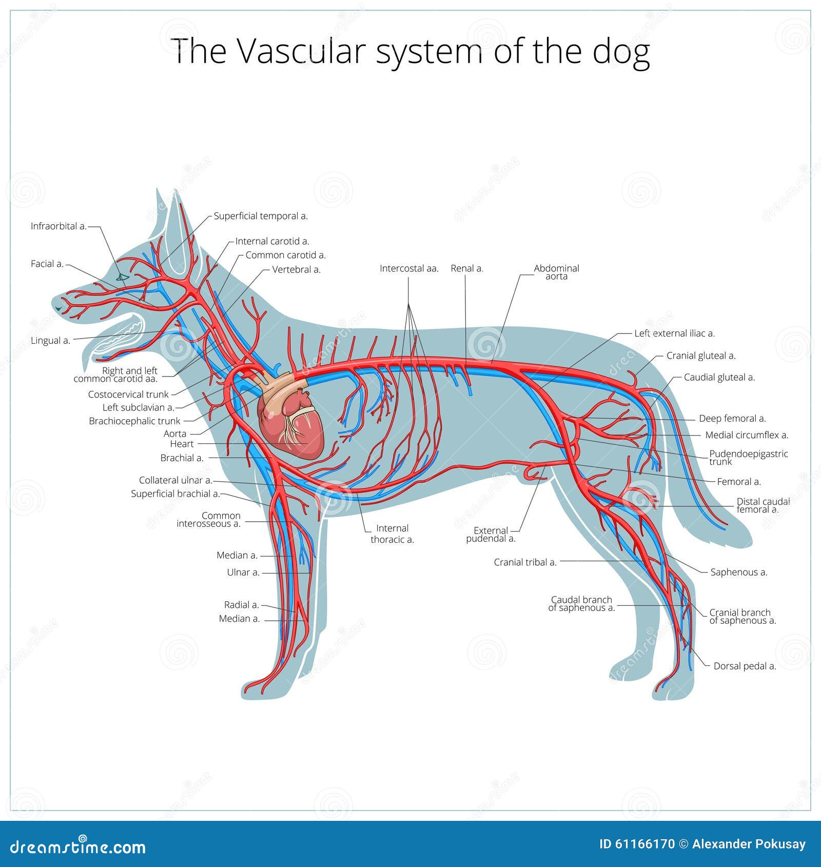Кровообращение конечностей животных. Строение кровеносной системы собаки схема. Нервная система собаки анатомия. Круги кровообращения собаки схема. Круги кровообращения собаки.