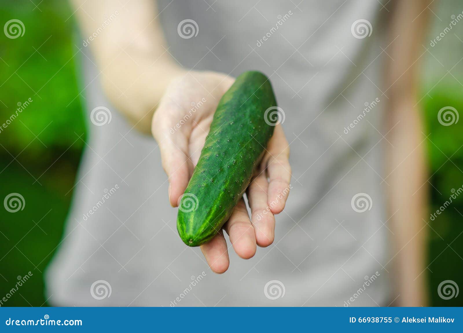 19.846 Hands holding cucumber: immagini, foto stock e grafica vettoriale Shutter