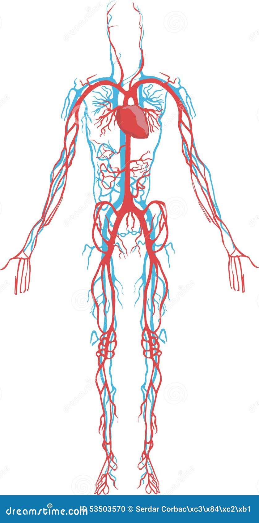 Воды сосуды человека. Кровеносная система в теле человека. Система кровообращения человека кровеносные сосуды. Система кровообращения человека сердце и кровеносные сосуды. Кровеносная система человека анатомия.