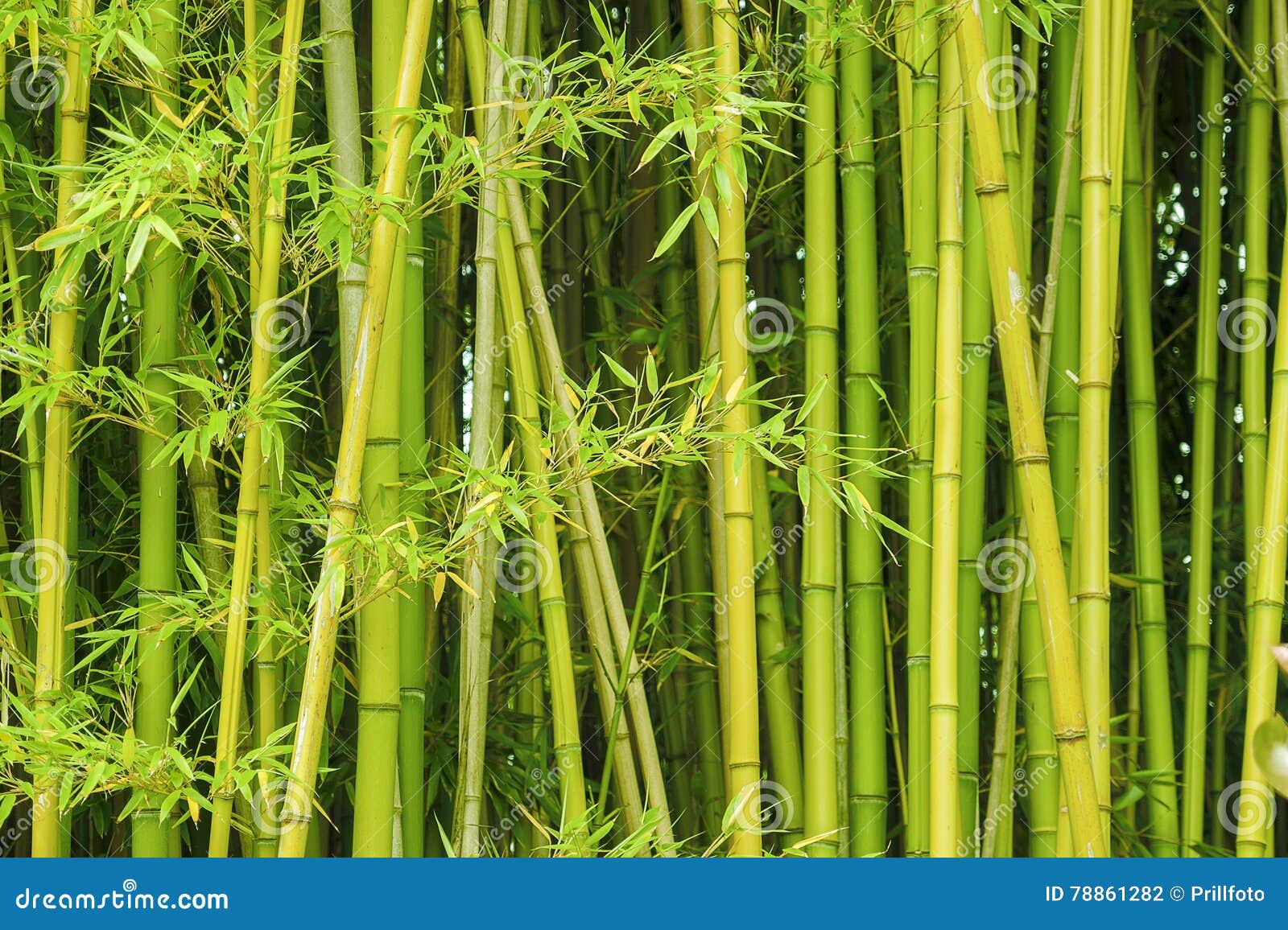 За сколько часов вырастает бамбук. Бамбук зеленый 18-23мм..