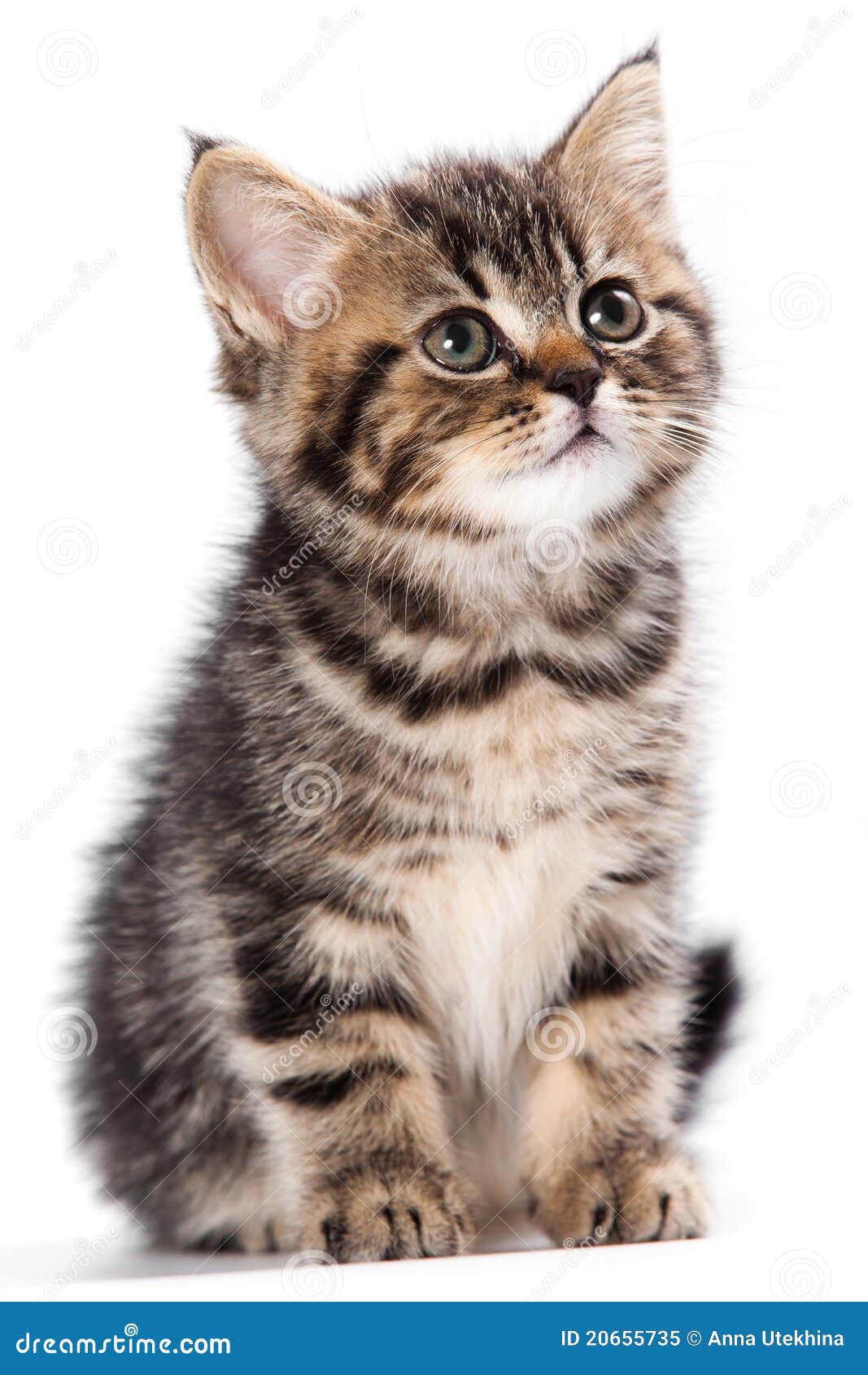 Милый котик на белом фоне