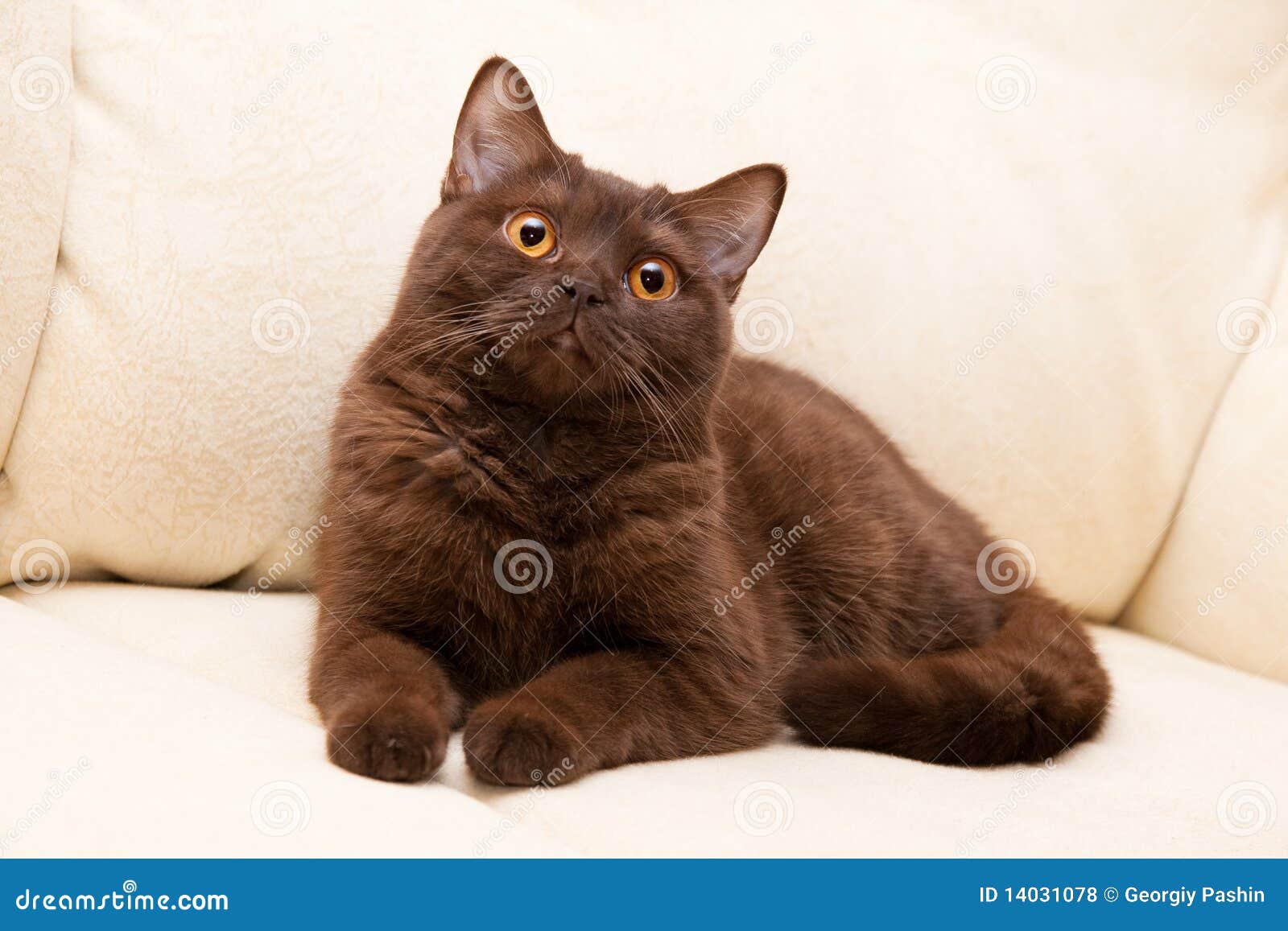 Шотландская прямоухая кошка коричневая