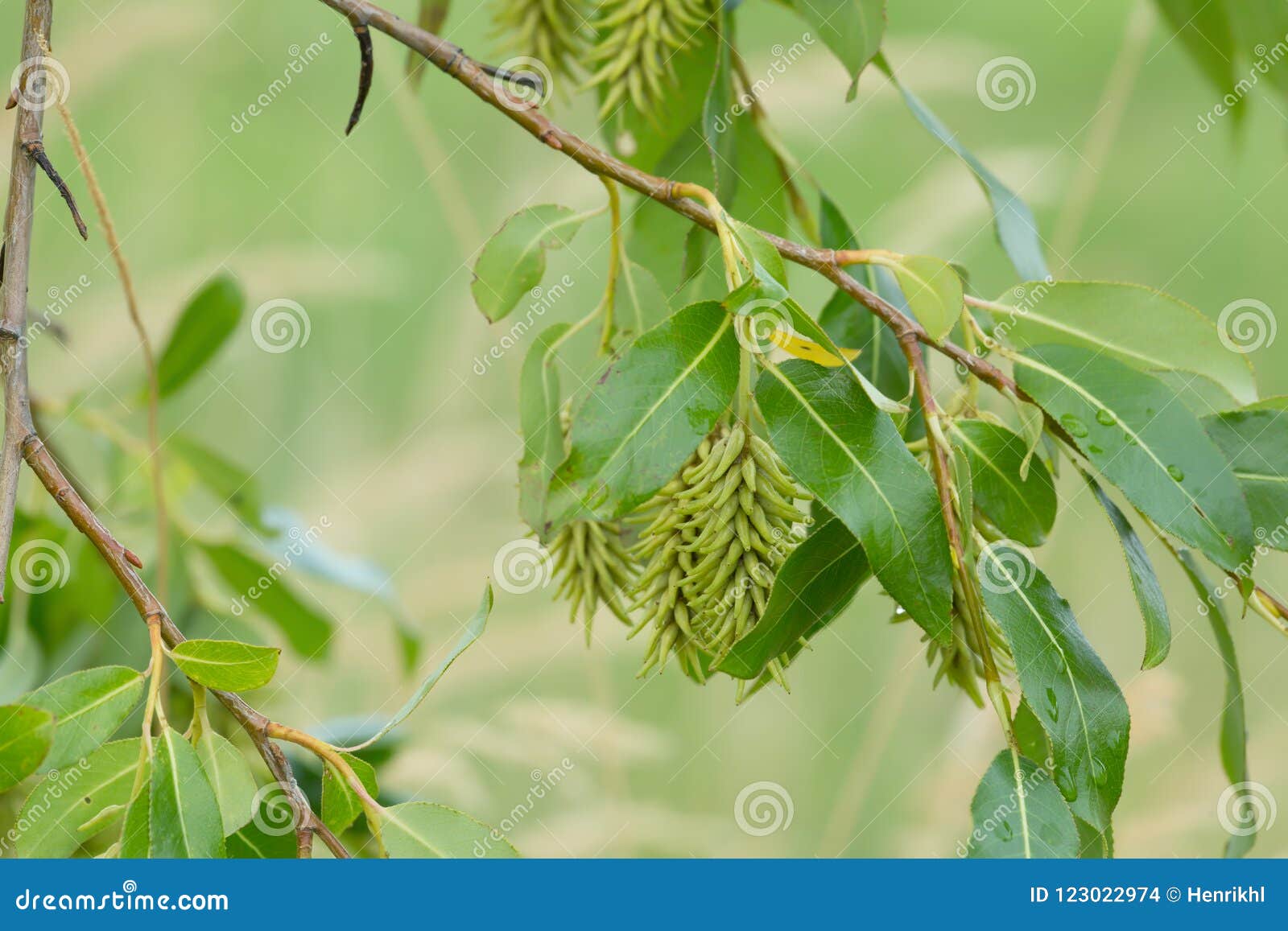 Верба залива, хворостина Pentandra Salix с семенами в поздним летом  Стоковое Фото - изображение насчитывающей семена, верба: 123022974