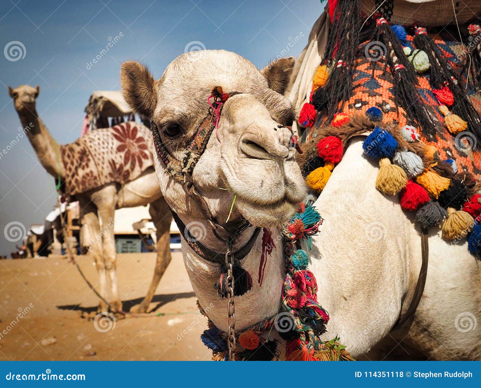 Верблюды на пирамидах Гизы, Египте Стоковое Фото - изображение  насчитывающей усаживание, украшено: 114351118