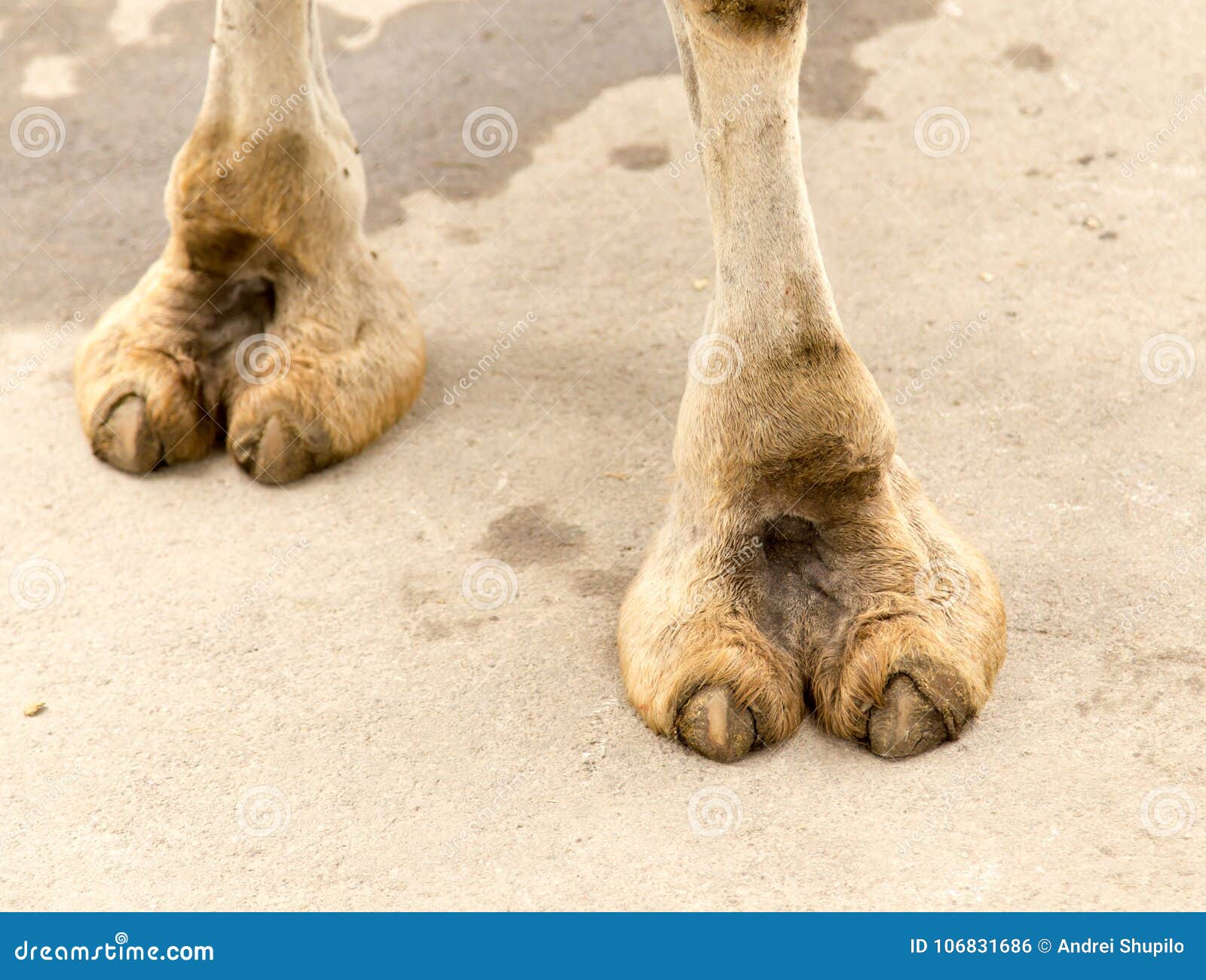 Верблюд ноги стоковое фото. изображение насчитывающей песок - 106831686