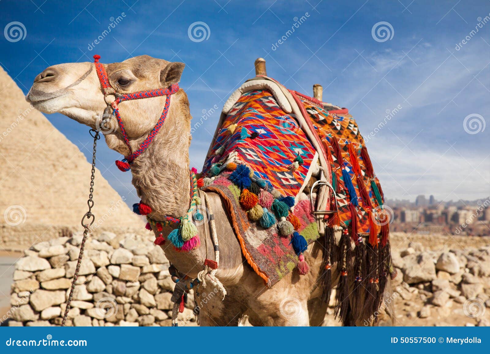 верблюд Египет стоковое фото. изображение насчитывающей изображение -  50557500