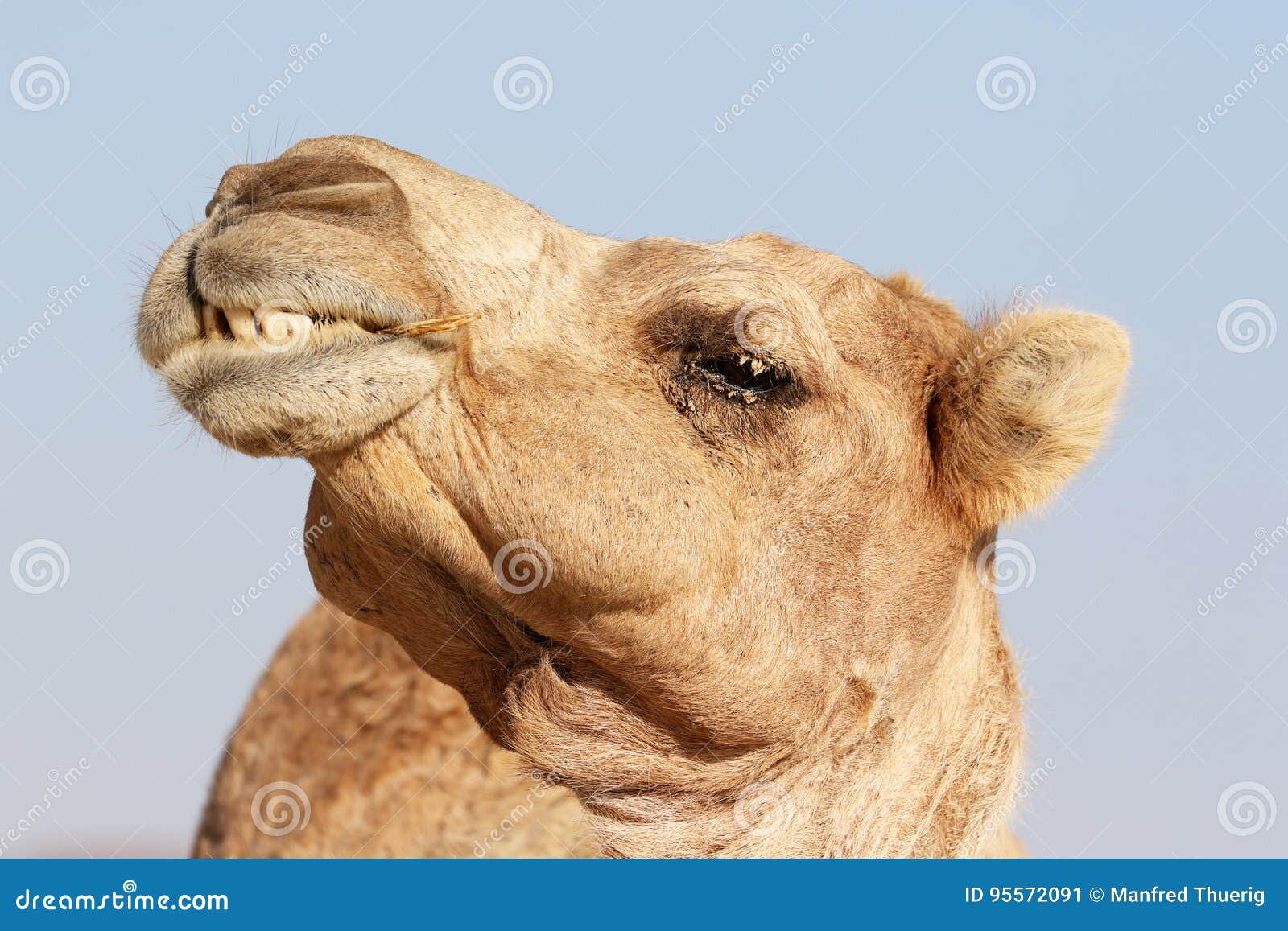Фото Смешного Верблюда
