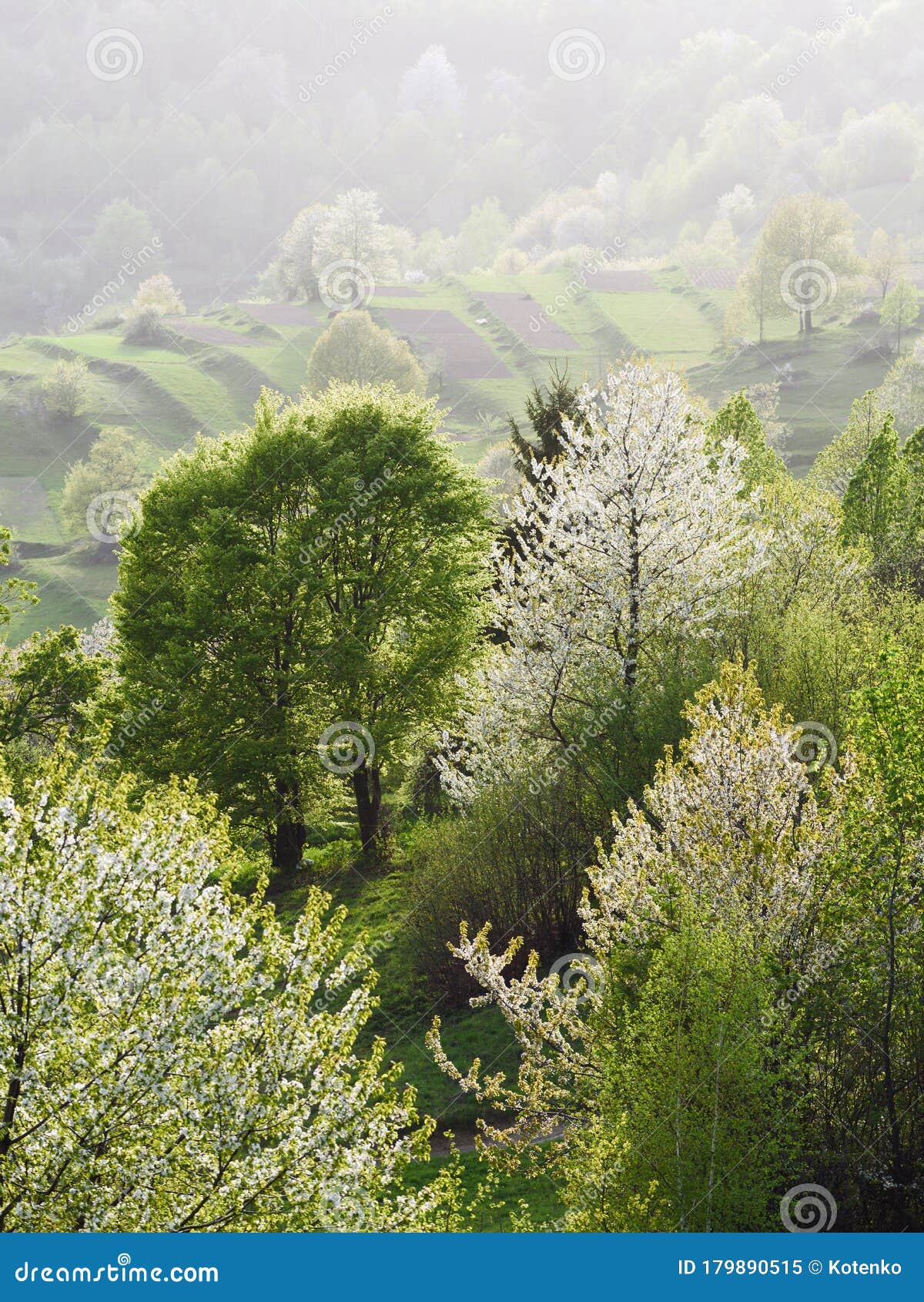 Весенняя природа с цветущими деревьями Стоковое Изображение - изображение  насчитывающей флора, бело: 179890515