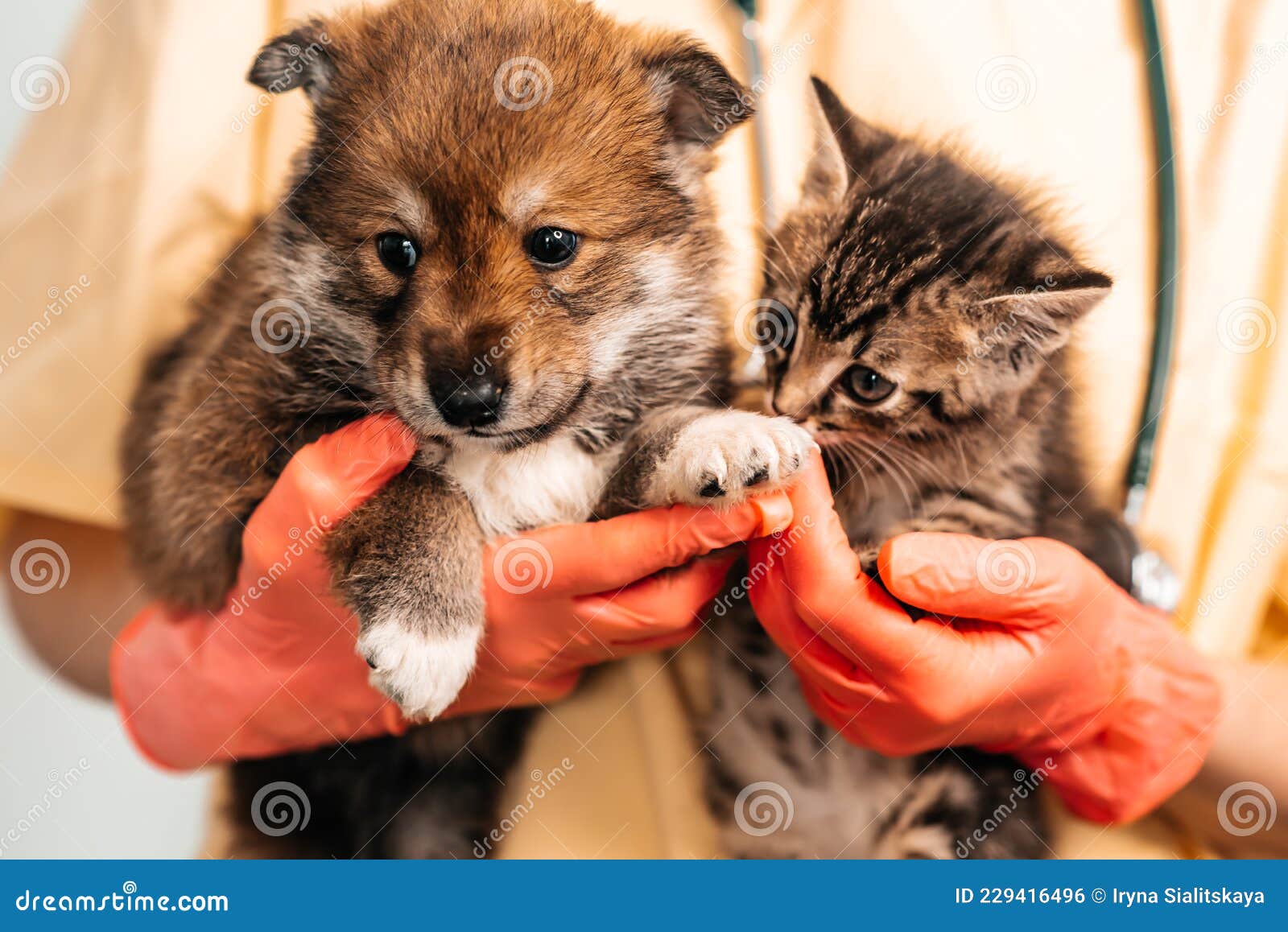 ветеринарный осмотр собаки и кошки. щеночек и котёнка у ветеринара.  прививки от животных. Стоковое Фото - изображение насчитывающей  рассматривать, кокерспаниель: 229416496