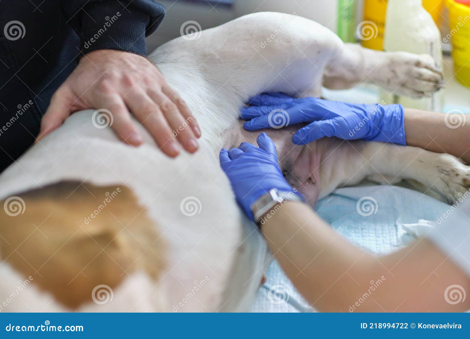 Шарик после операции собачье