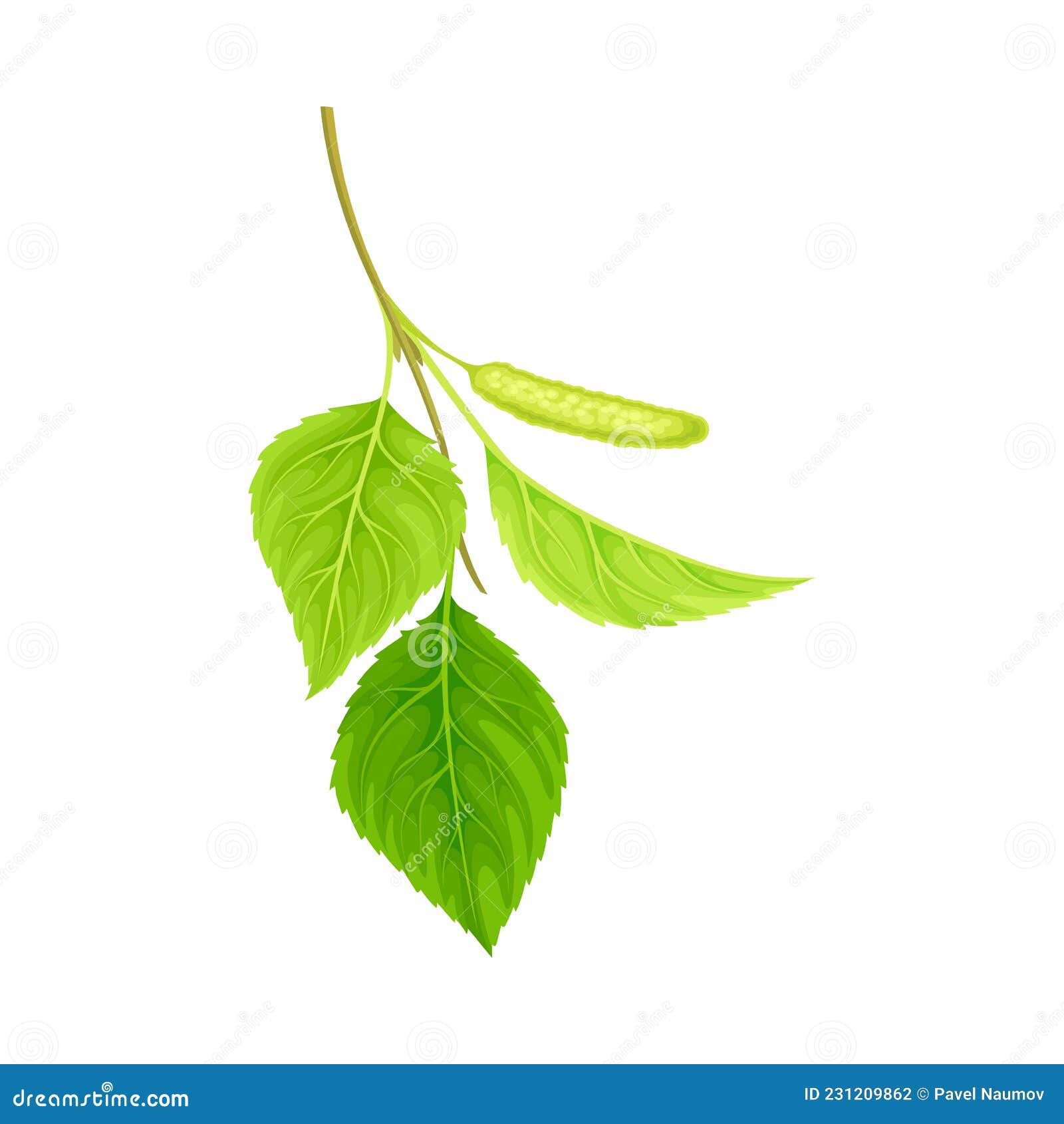 ветка березы с зелёными листьями и котьями. векторная иллюстрация весеннего  сезона Иллюстрация вектора - иллюстрации насчитывающей конструкция,  иллюстрация: 231209862