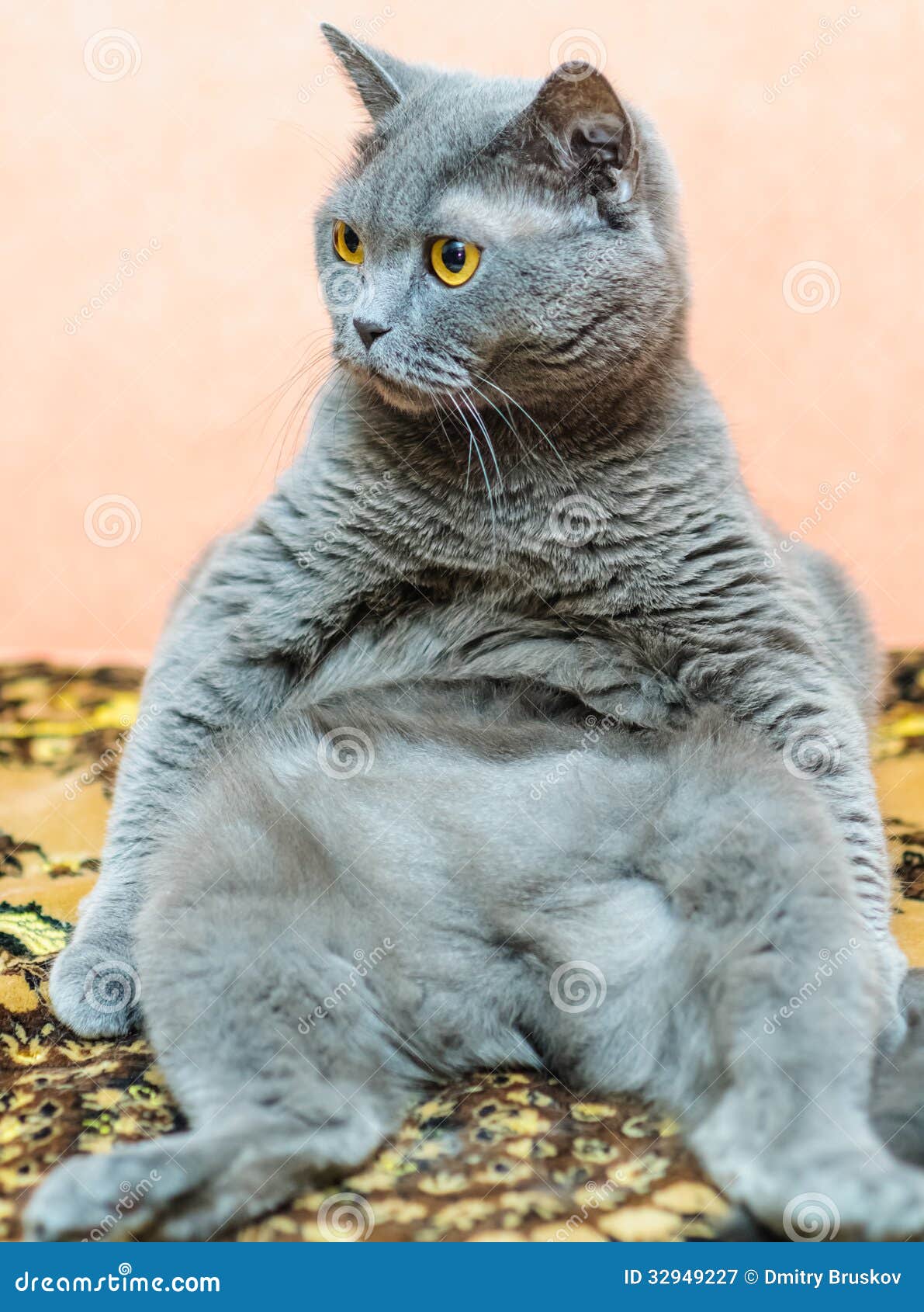 Толстый кот британец