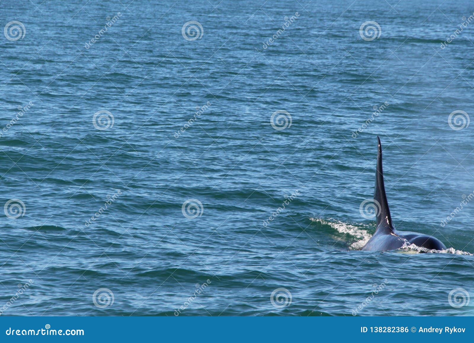 Взгляд дельфин-касатки надводный около Камчатского полуострова, России  Стоковое Фото - изображение насчитывающей принадлежа, океанско: 138282386