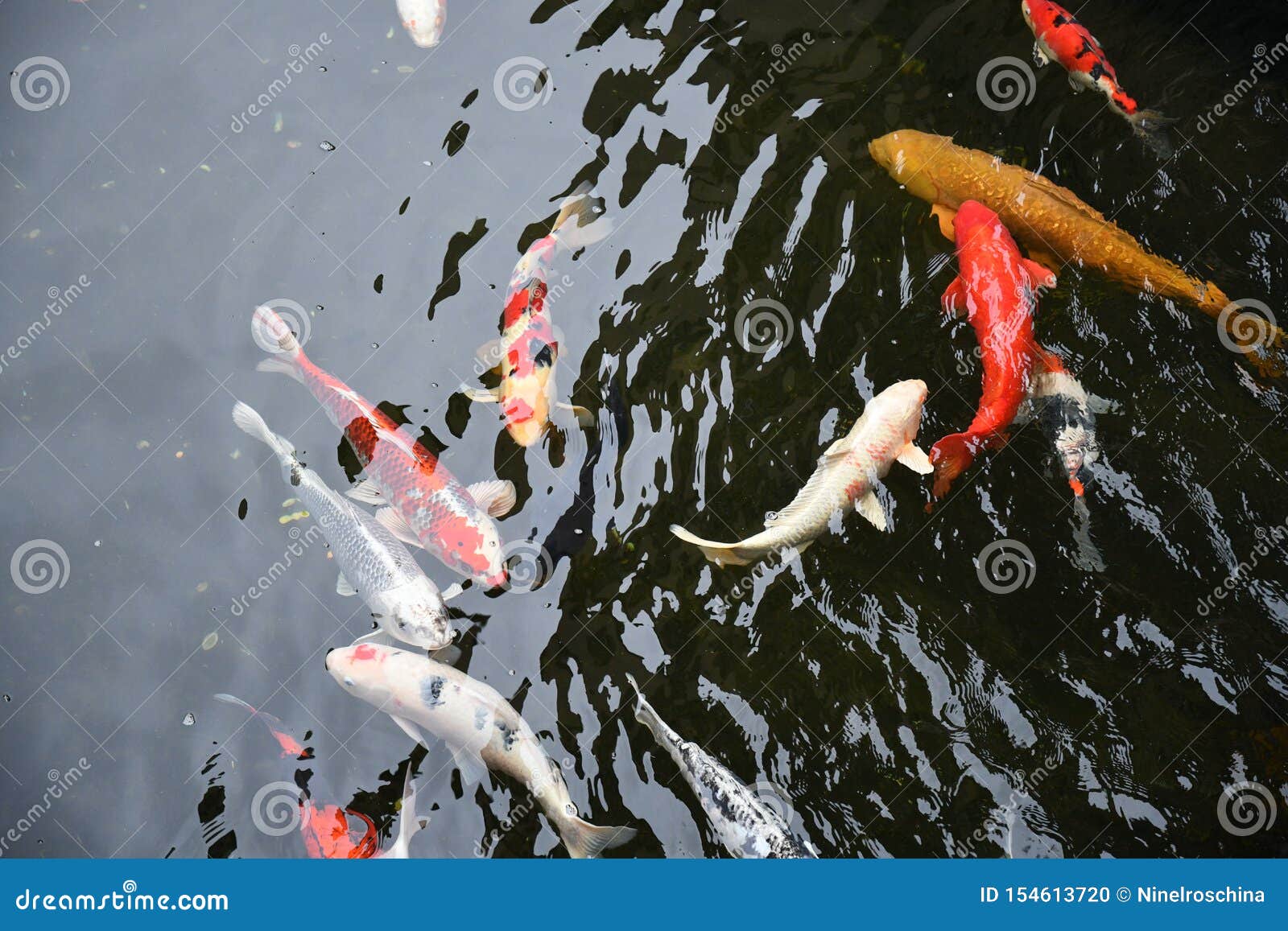 Фото Японских Рыб