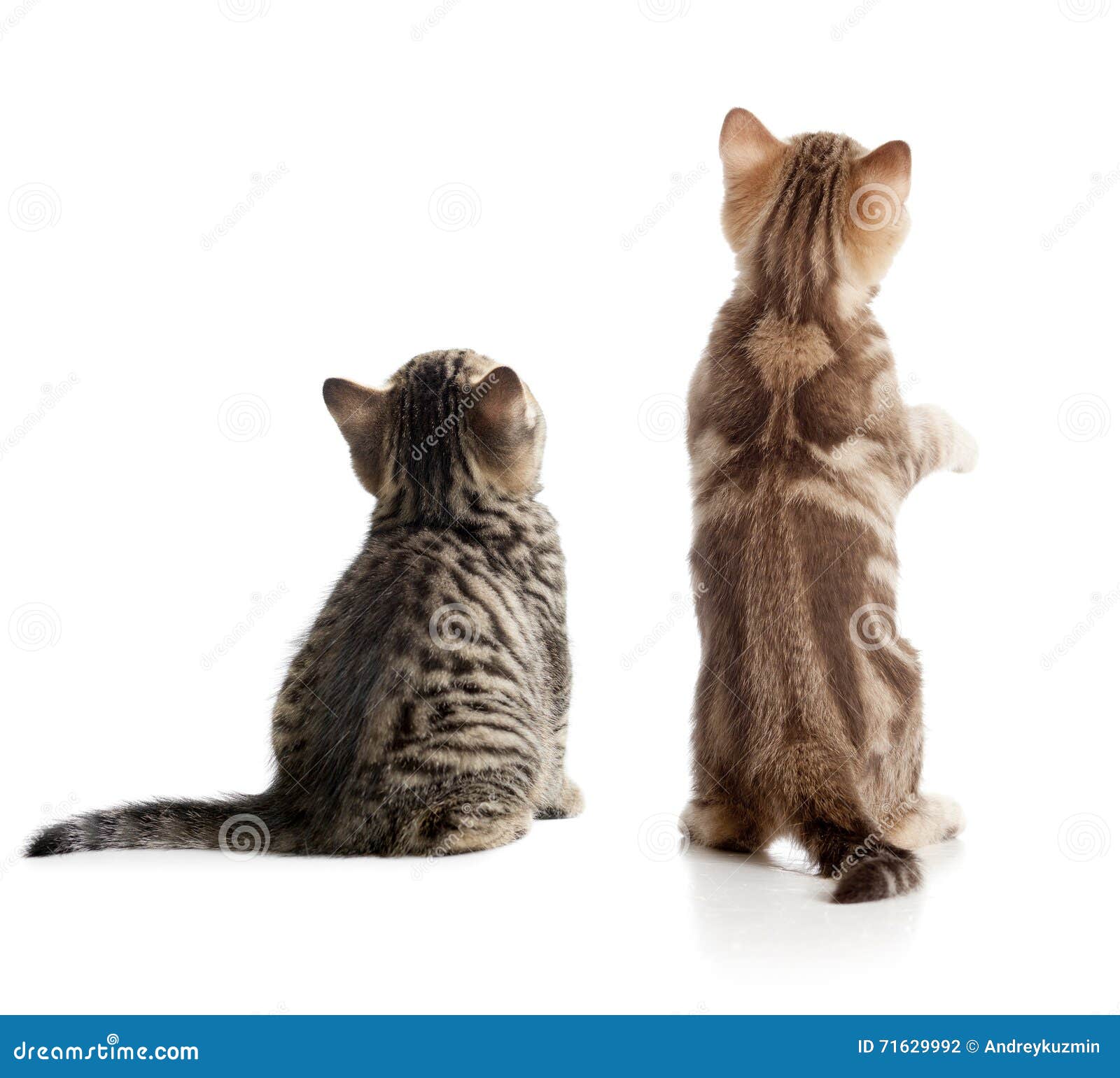 Кошка со спины