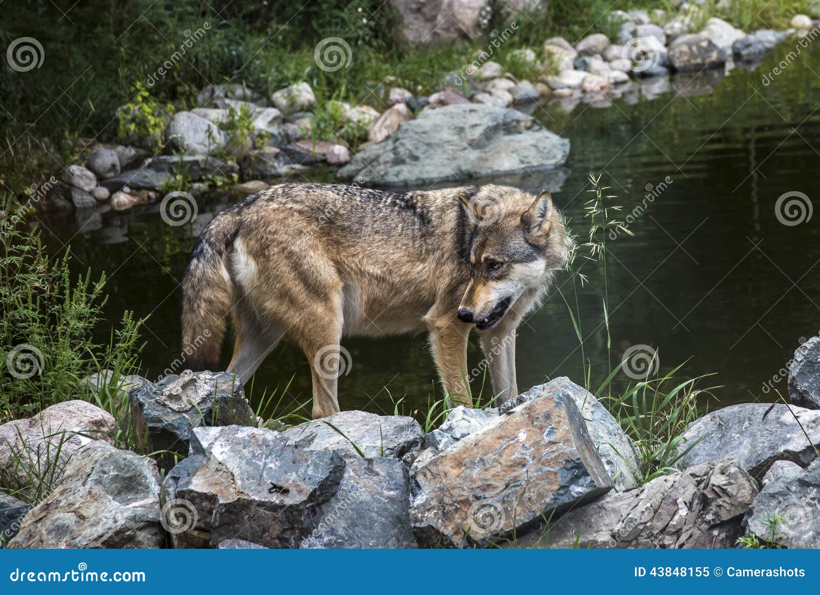Взгляд серого волка угрожающий Стоковое Изображение - изображение  насчитывающей одичало, мужчина: 43848155