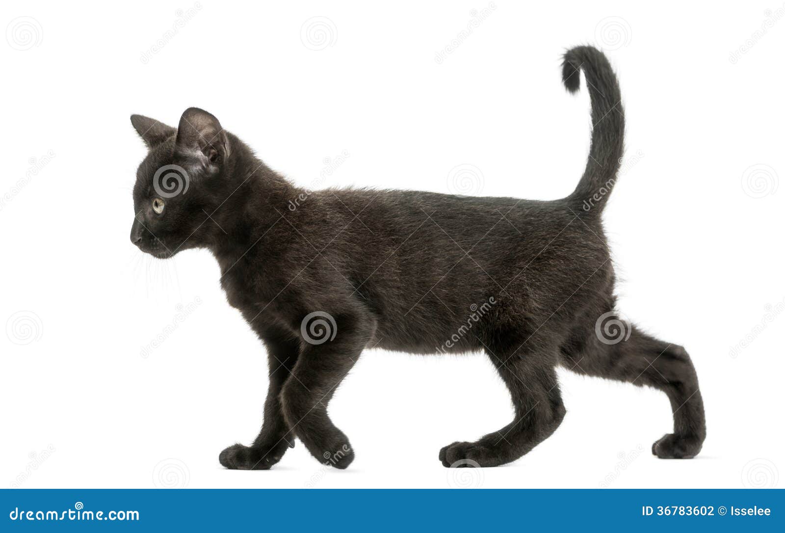 Кот сбоку