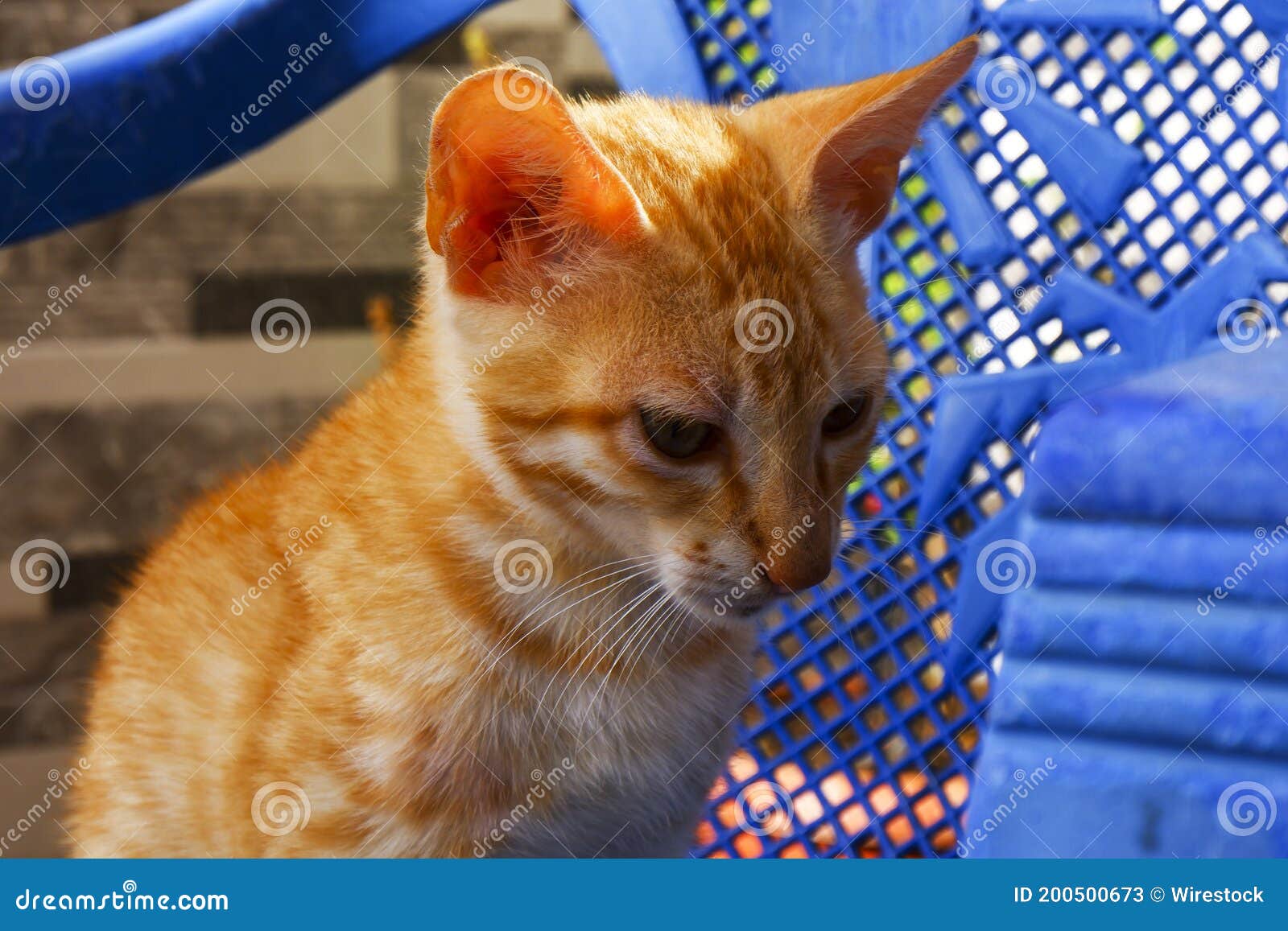 Взорвать застрелили сидеть оранжевый бразильский кот Shorthair Стоковое  Изображение - изображение насчитывающей кот, любимчики: 200500673