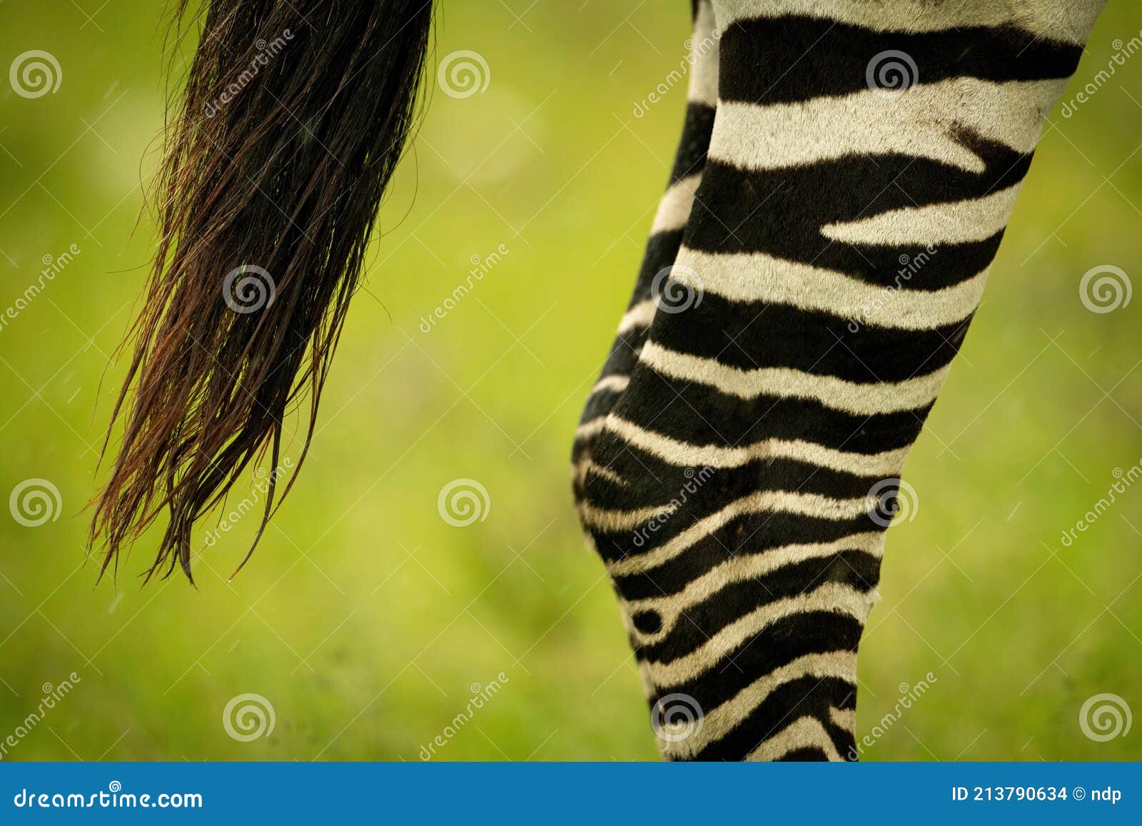 Взорвать ноги и хвост Zebras равнины Стоковое Фото - изображение  насчитывающей природа, буш: 213790634