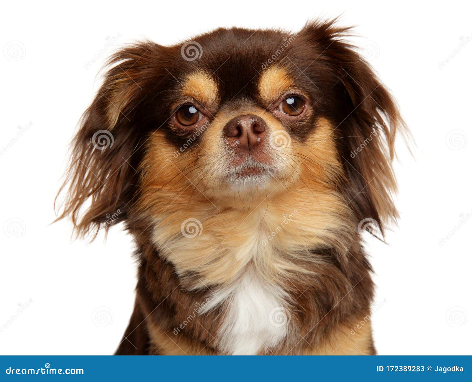 Взорвать Longhaired собаки чихуахуа Стоковое Изображение - изображение  насчитывающей любимчик, товарищ: 172389283