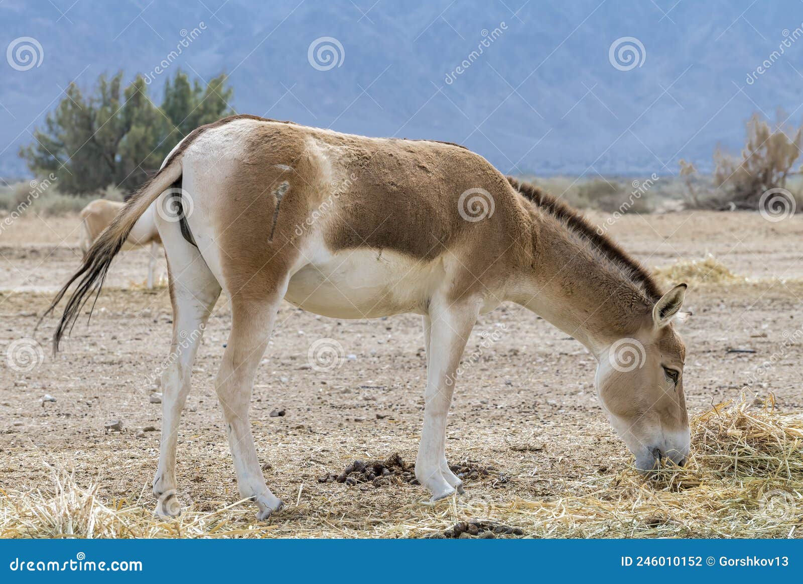 Магнитный пазл 27x18см."Индийский дикий осел, кулан equus до хура, ghudkhur" на
