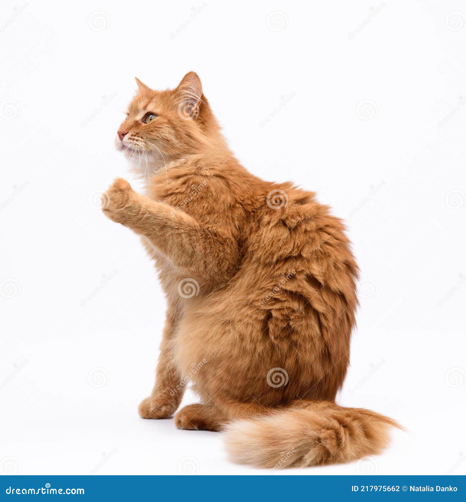 Рыжий кот сидит