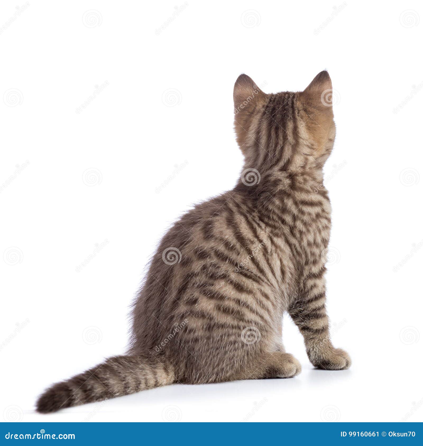 Кот сидит вид сзади