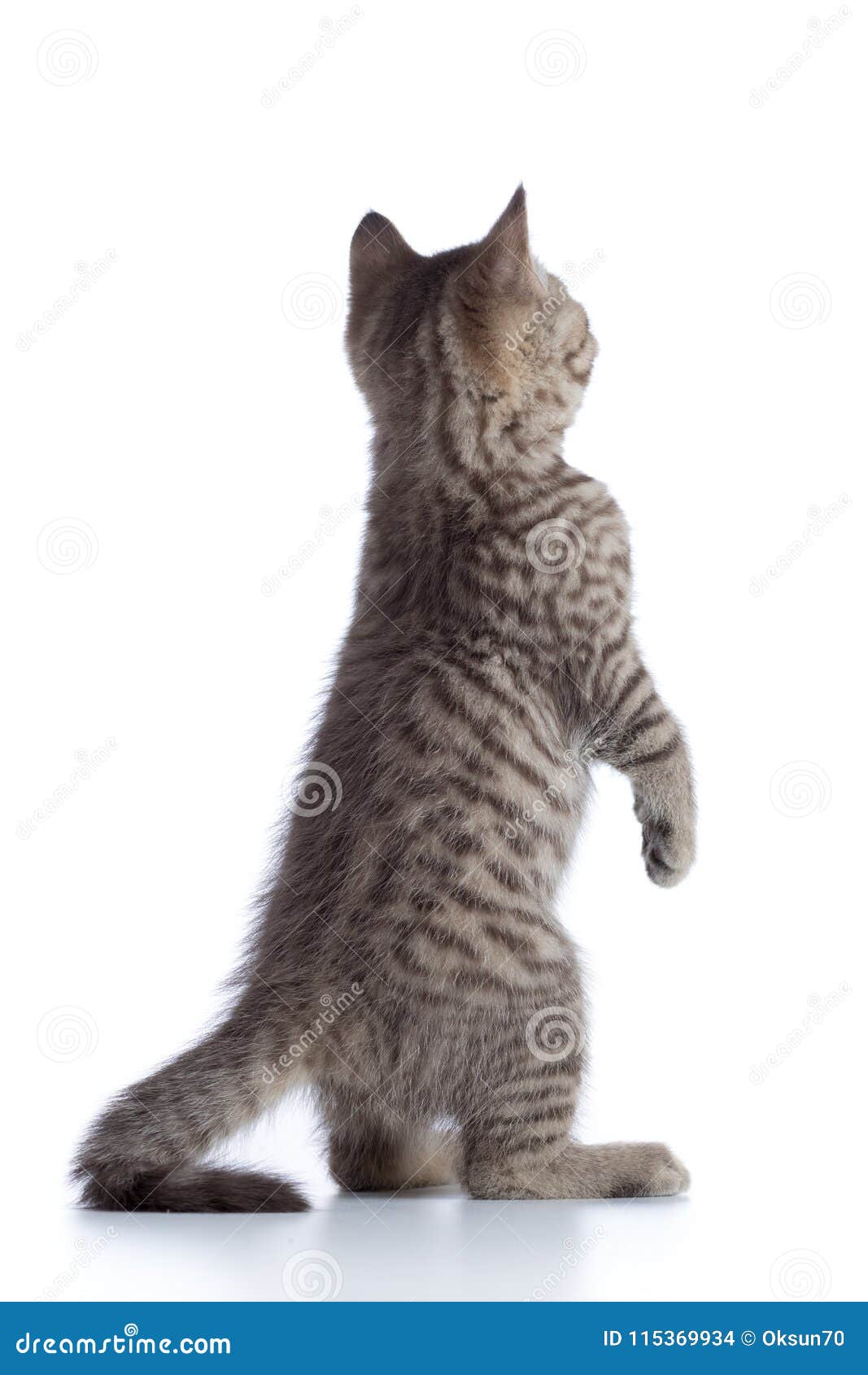 Кошка Сзади Фото Кошка Сзади Фото