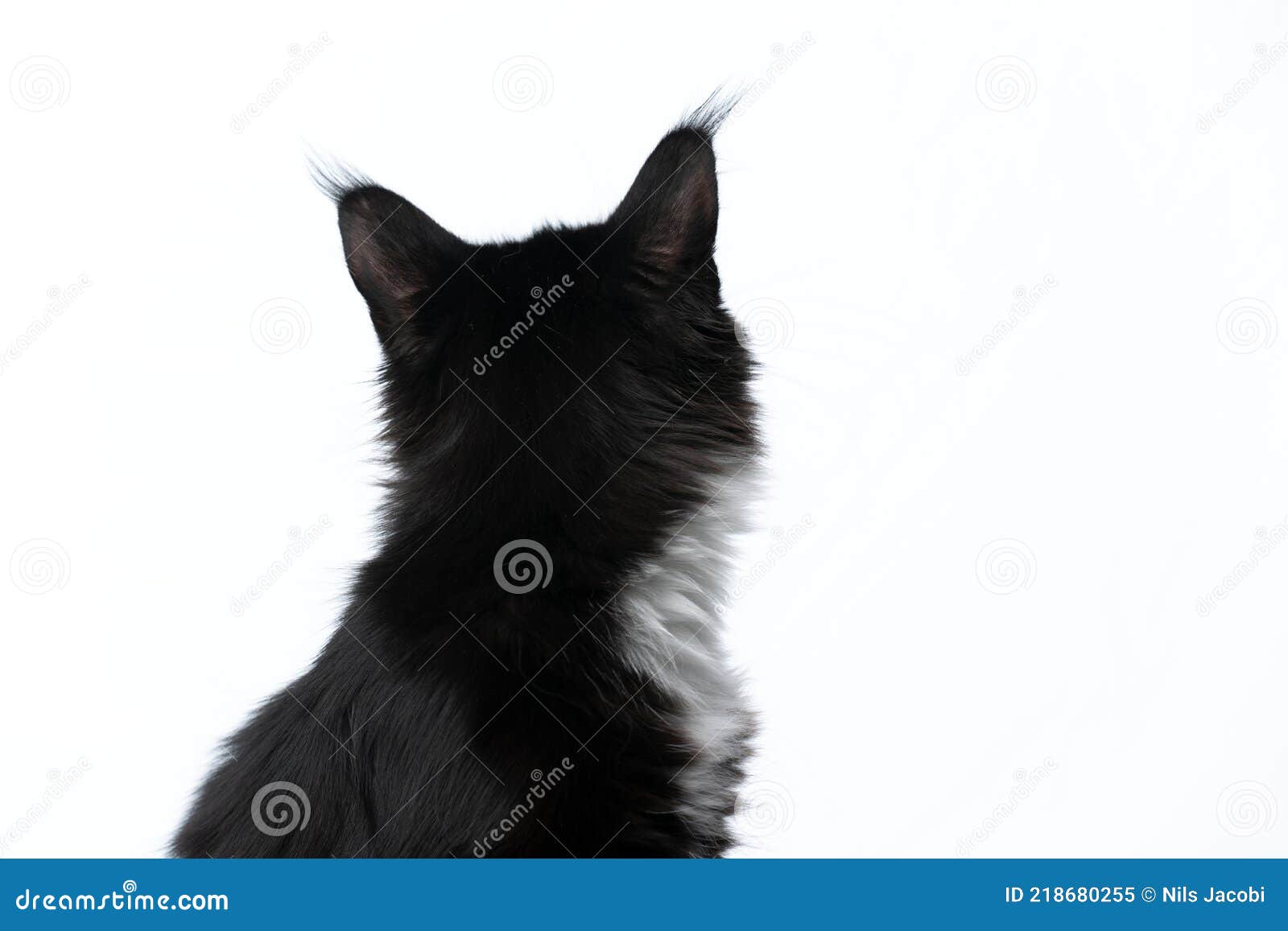 вид сзади черный белый кот-мойна смотрит на белый фон Стоковое Изображение  - изображение насчитывающей кошачий, взгляд: 218680255