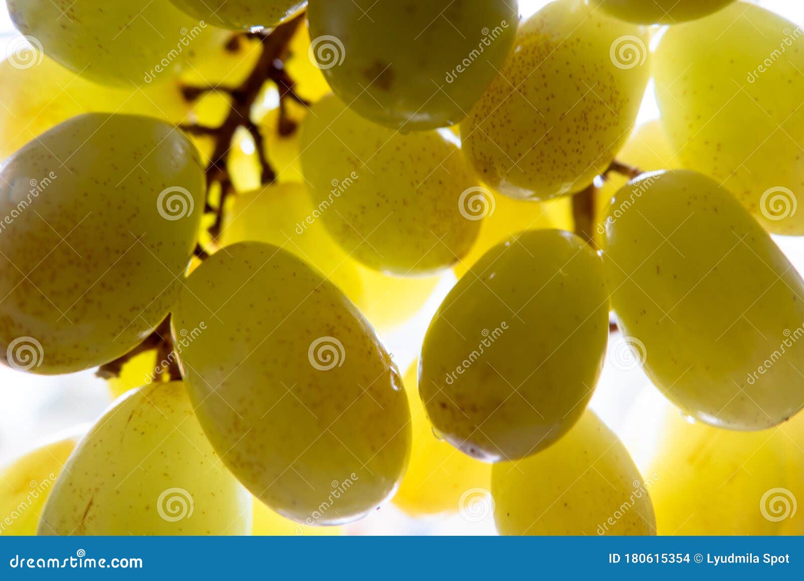 Винограда сорта винограда зеленого завтрак из свежих фруктов зрелые в лучахсветлом фоне Стоковое Фото - изображение насчитывающей хлебоуборка, цвет:180615354