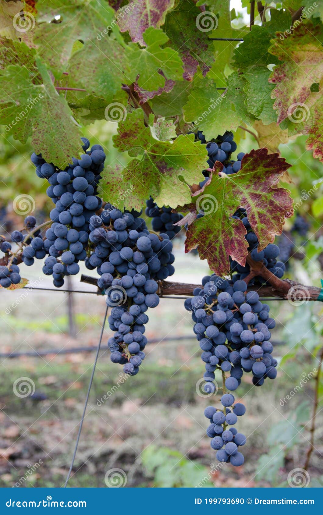 Лоза Винограда Фото Лоза Винограда Фото