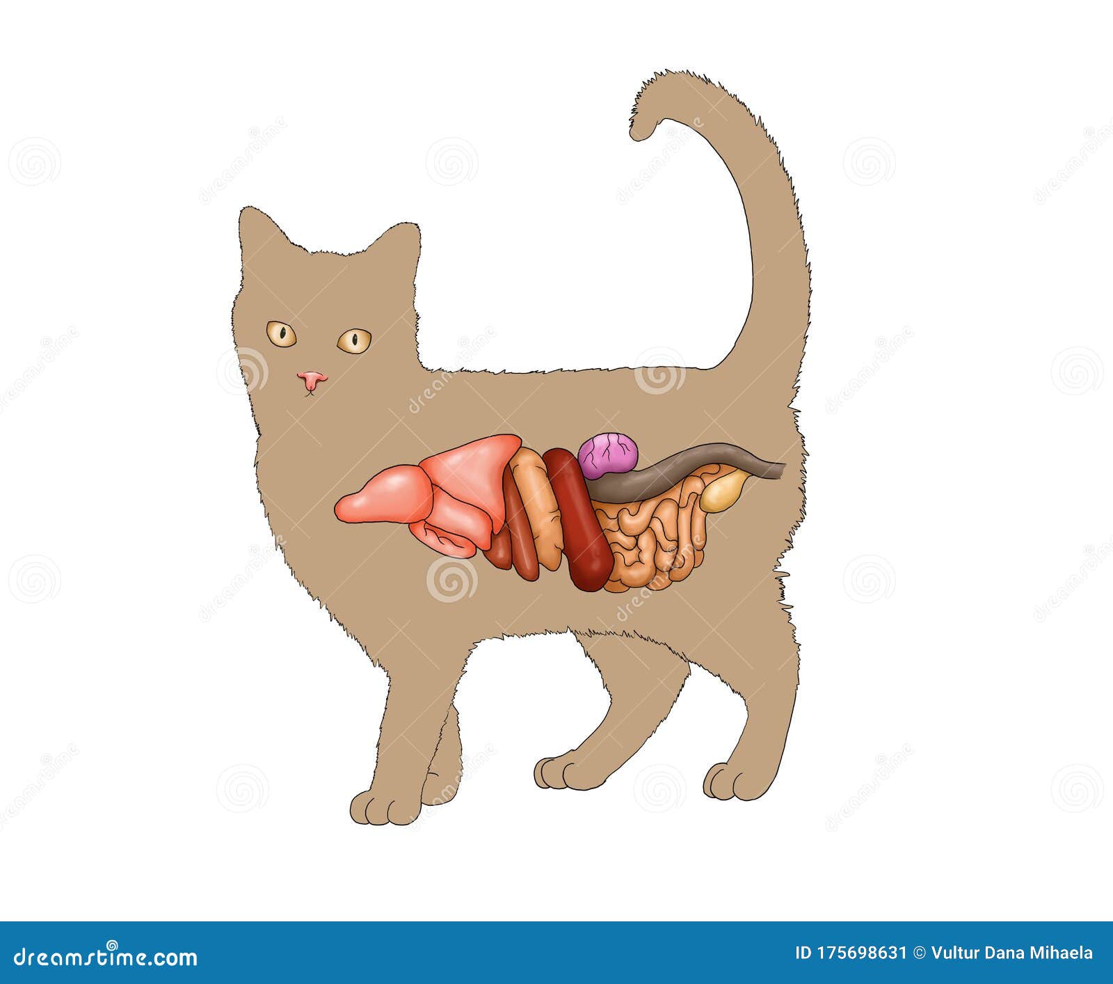 Внутренние органы кота иллюстрация штока. иллюстрации насчитывающей  изолировано - 175698631