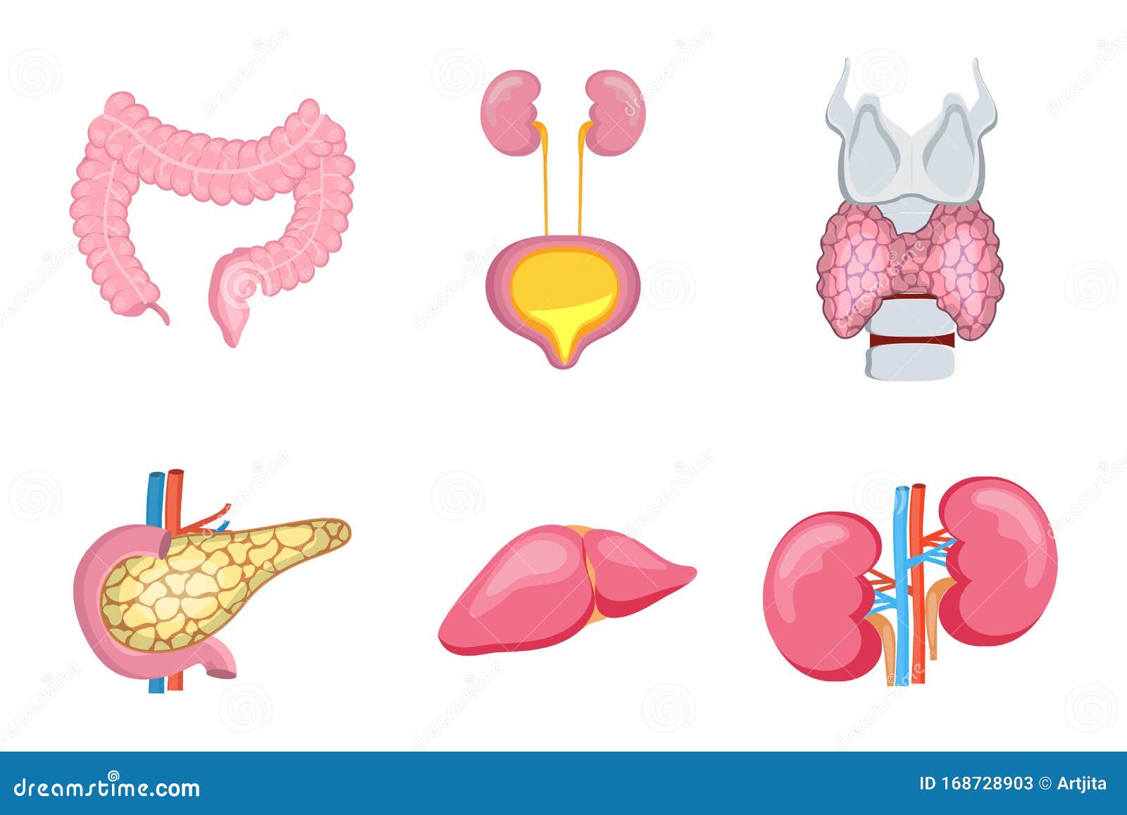 Железы печени и почек. Рисунки органов человека по отдельности. Внутренние органы человека по отдельности. Внутренние органы человека печень.