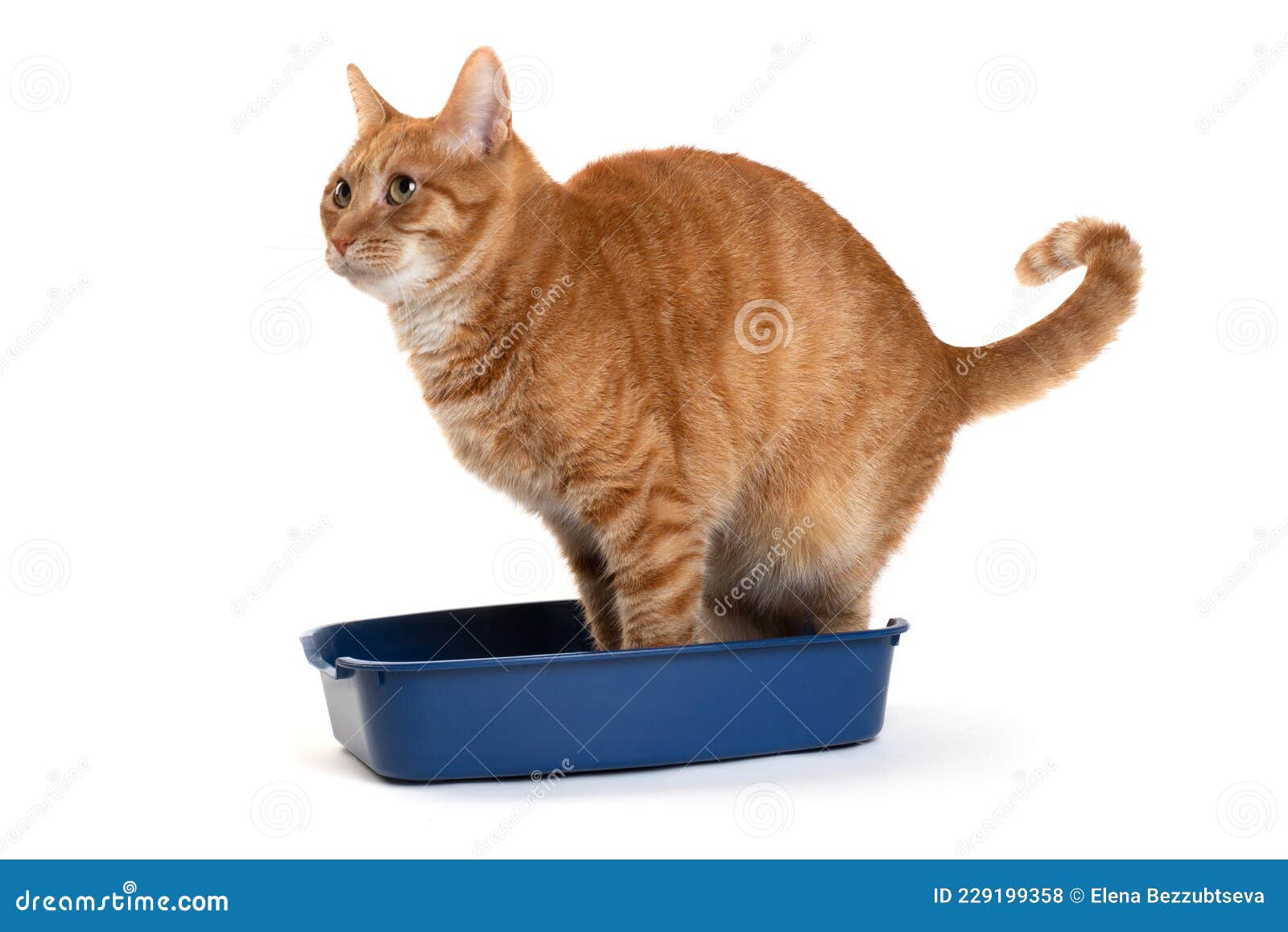 внутренний красный кот какает в маленькую кошачью коробку Стоковое Фото -  изображение насчитывающей внимательность, симпатично: 229199358