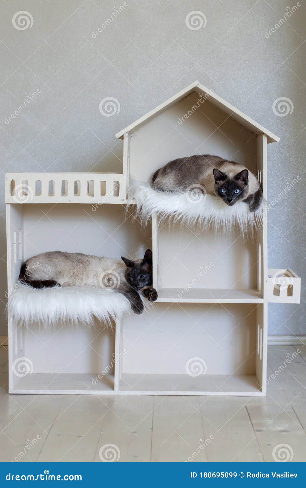 2 Внутренних Shorthaired взять кота в доме кота. Близнецы домашней кошки.  Стоковое Изображение - изображение насчитывающей мило, крыто: 180695099