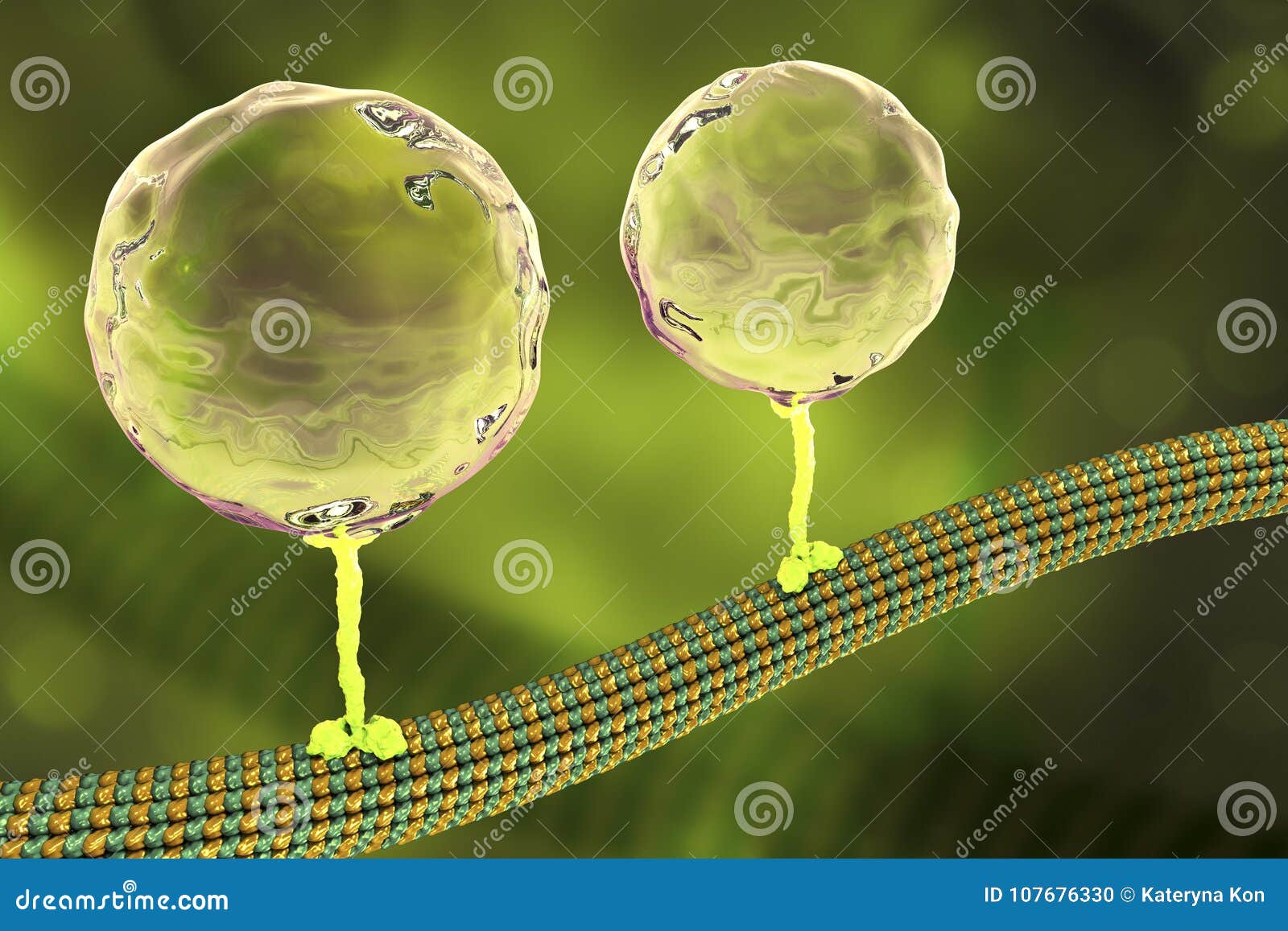 Движение внутри клетки. Эндорфин под микроскопом. Кинезин. Вода внутри клетки. Кинезин и Эндорфин.