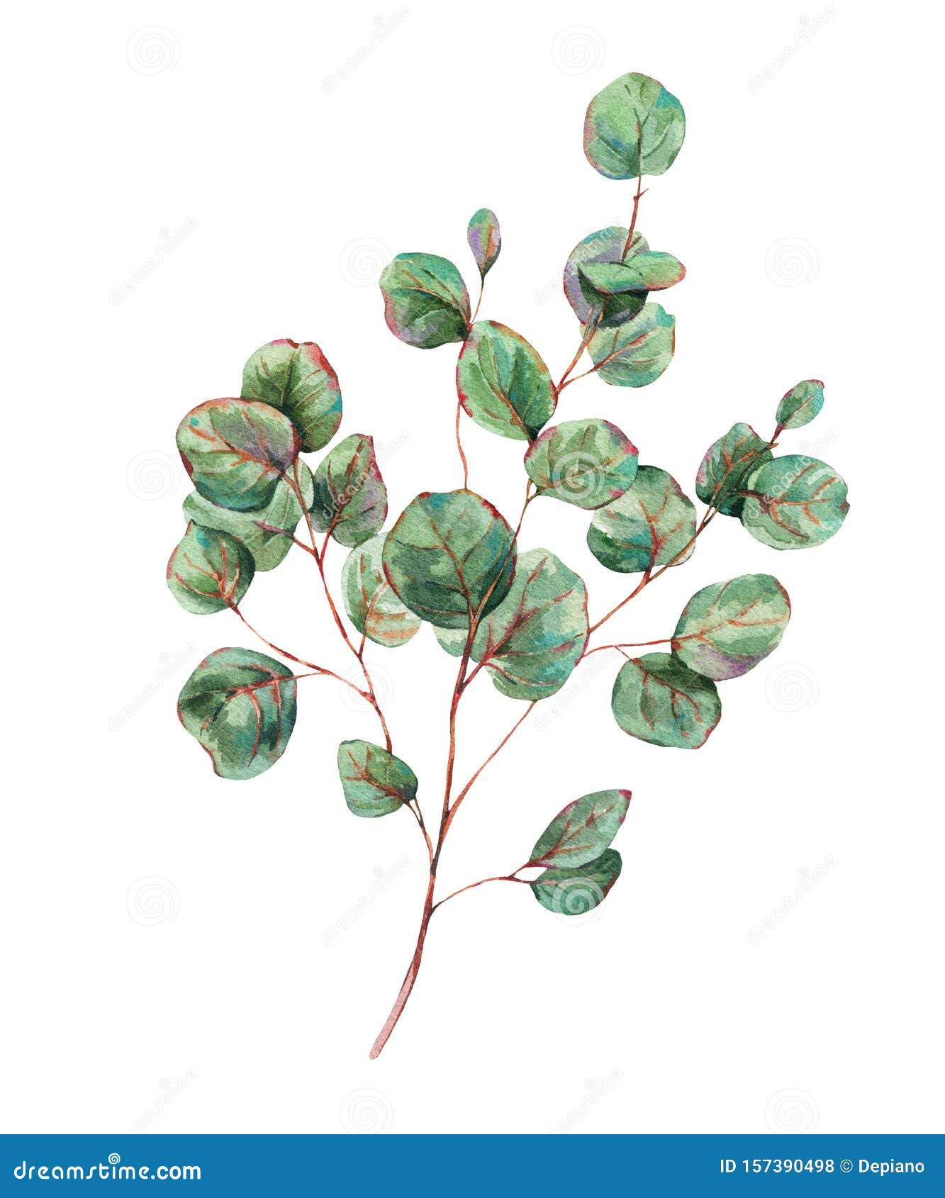 Как Выглядят Листья Эвкалипта Фото