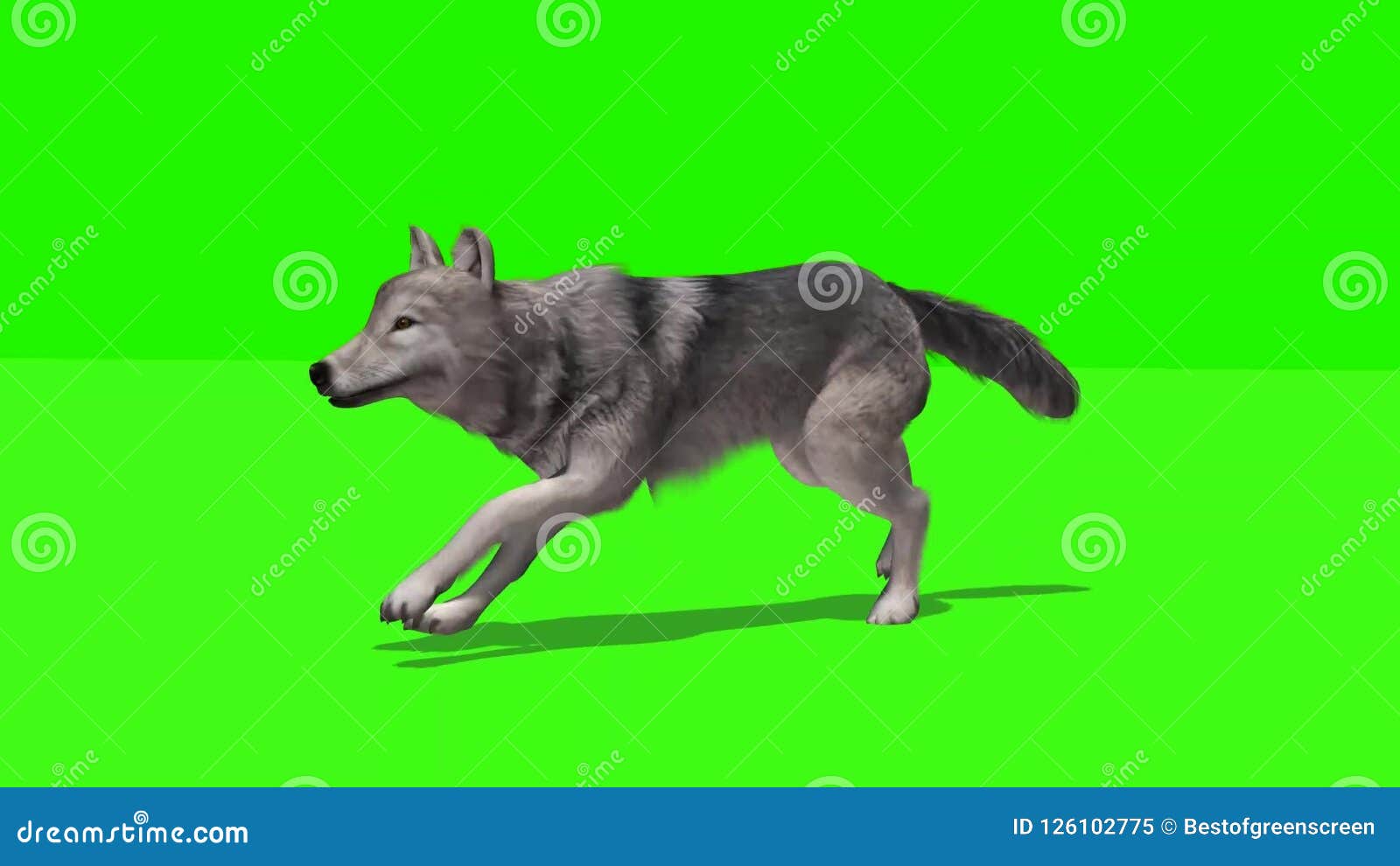 Волк зеленый