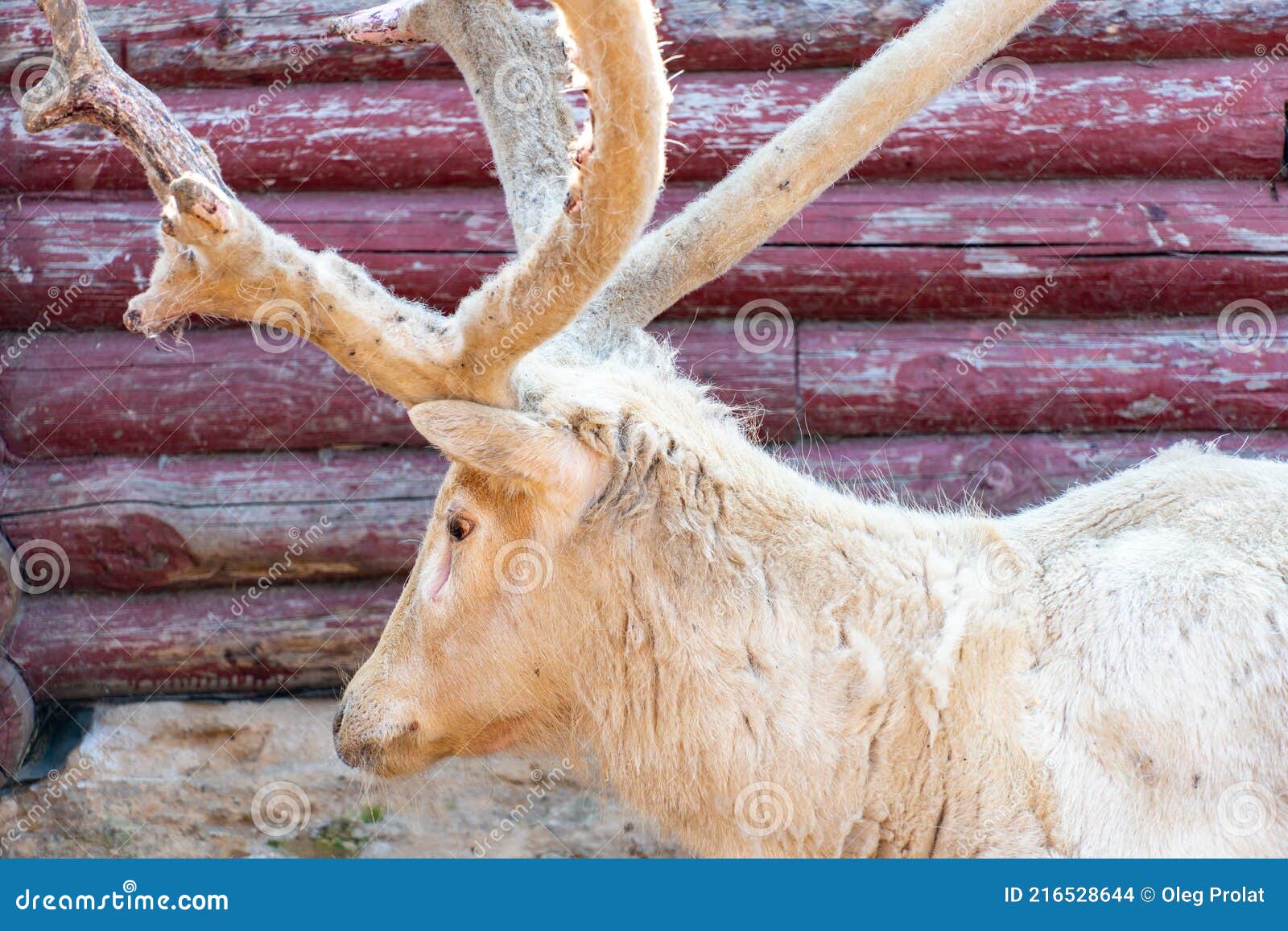 волосатый олень повредил рога весной. старый белый олень. олень-альбинос  Стоковое Фото - изображение насчитывающей шкаф, фауна: 216528644