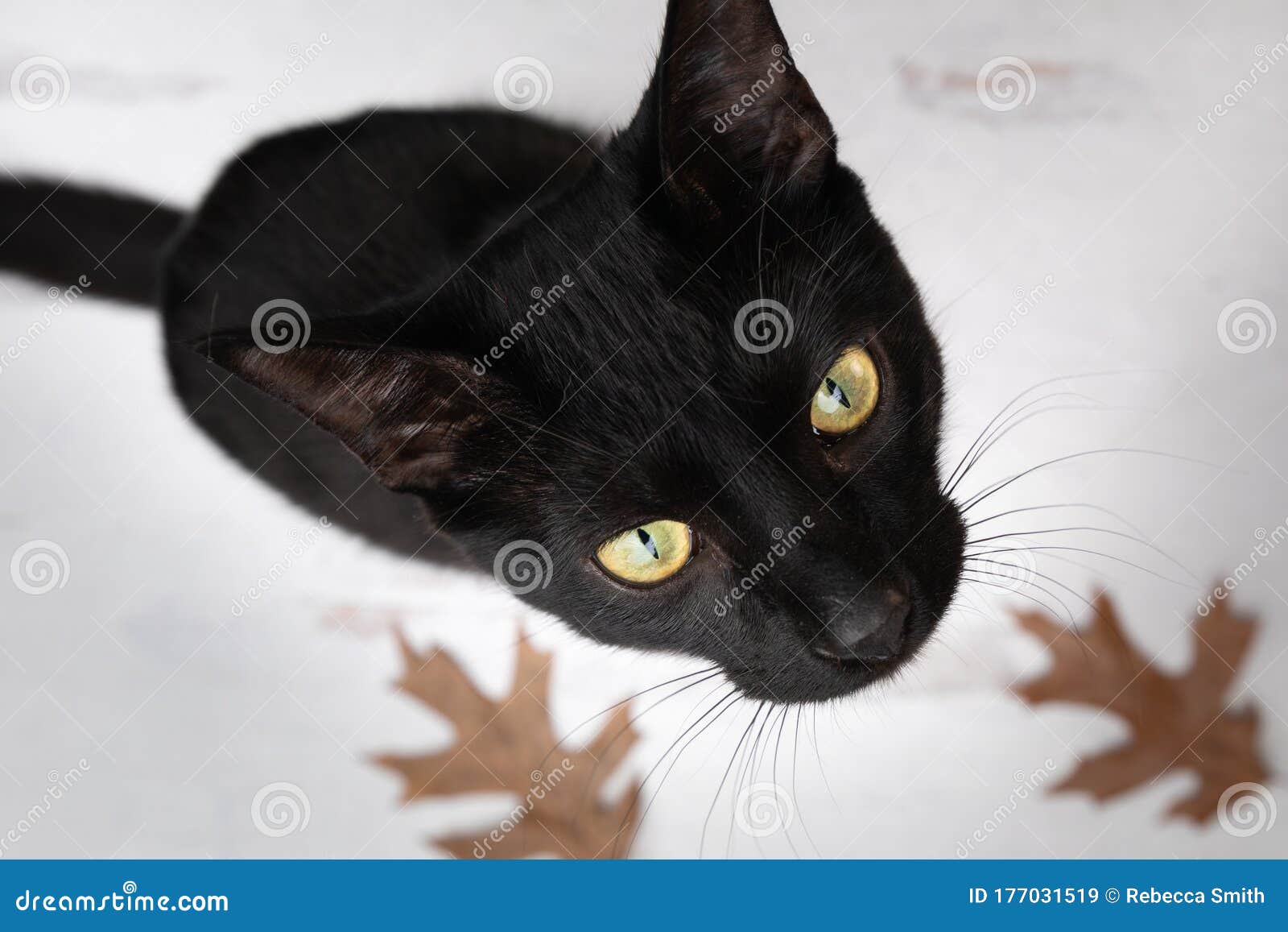 Восхитительно черный кот смотрели на камере длинные усы падают оставляет на  заднем плане Стоковое Изображение - изображение насчитывающей коты, черный:  177031519