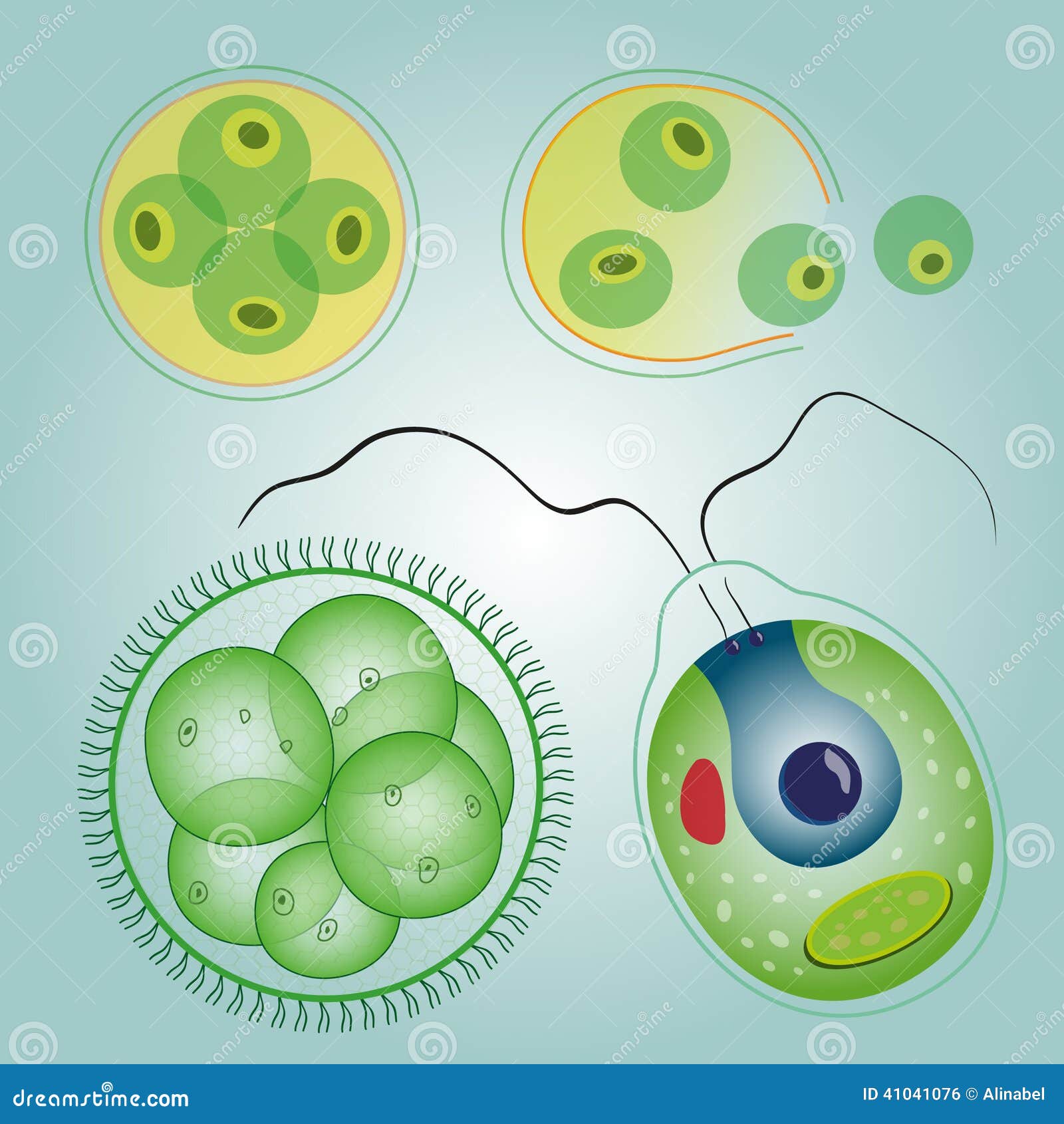 Появление одноклеточных водорослей. Хламидомонада и хлорелла. Одноклеточная водоросль хлорелла. Хлорелла и вольвокс. Одноклеточные водоросли вольвокс.