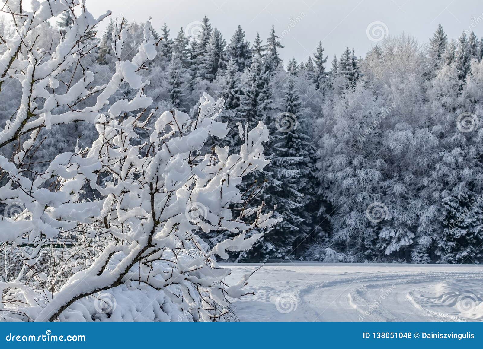 Фото Полные В Лесу