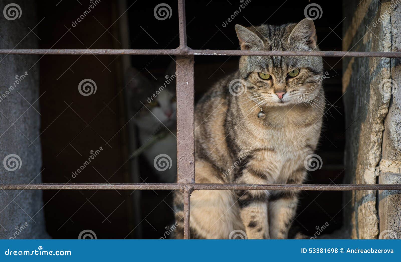Кот за решеткой картинки