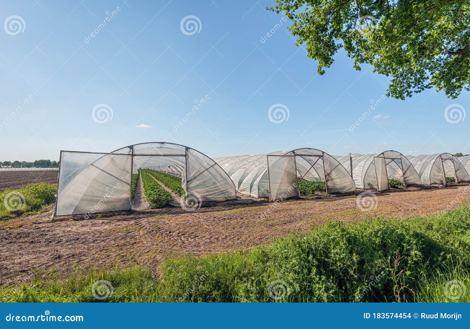 Выращивание клубники в дуговидных теплицах, покрытых с пластиковой пленкойобложки Стоковое Фото - изображение насчитывающей свеже, нидерланды:183574454