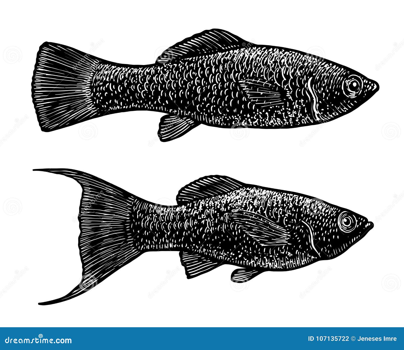 Как отличить моллинезий. Моллинезия самка и самец отличие. Моллинезия самец и самка. Моллинезия чёрная самец и самка. Моллинезия рыбка самец.