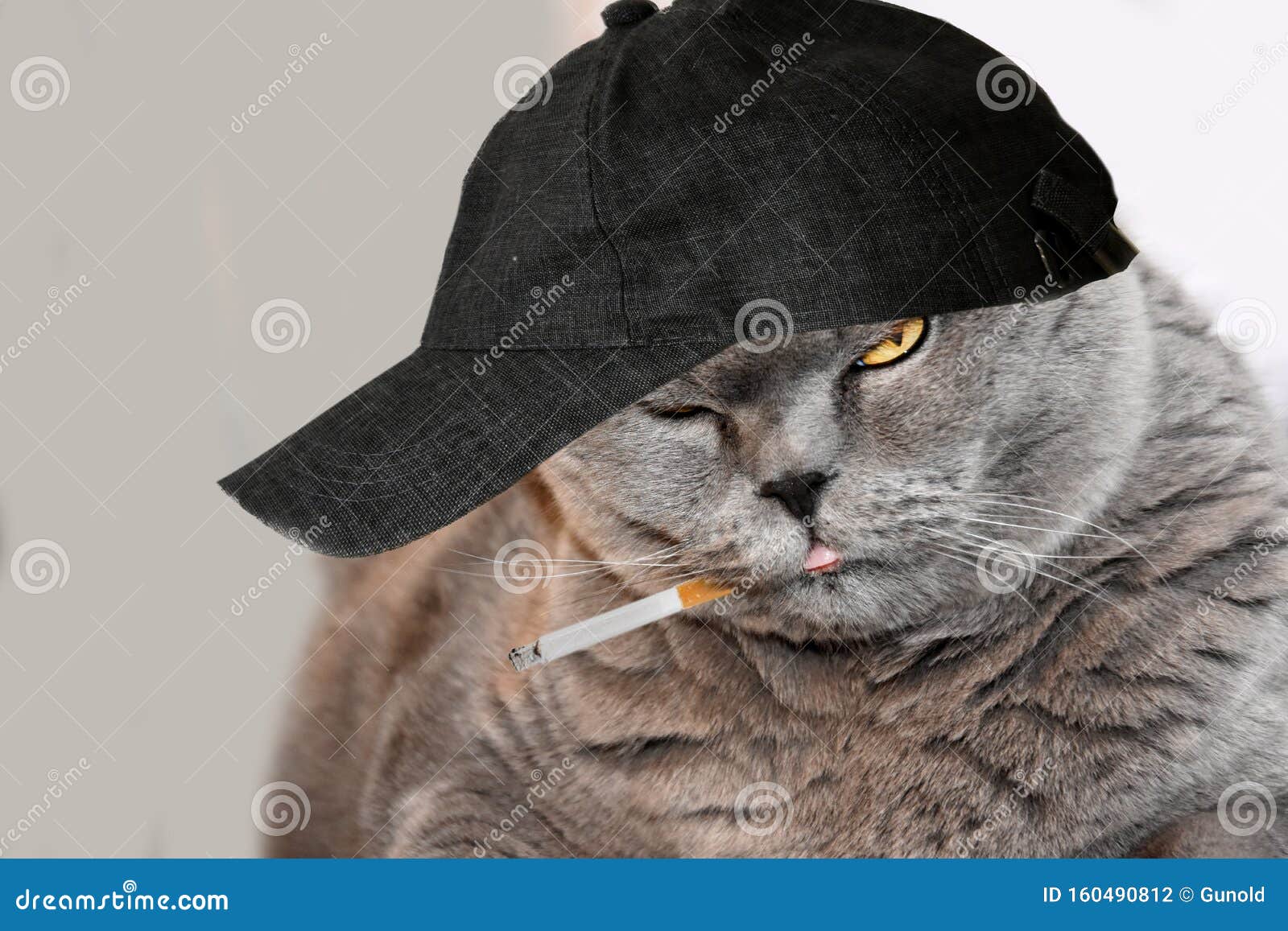Кот с кепкой