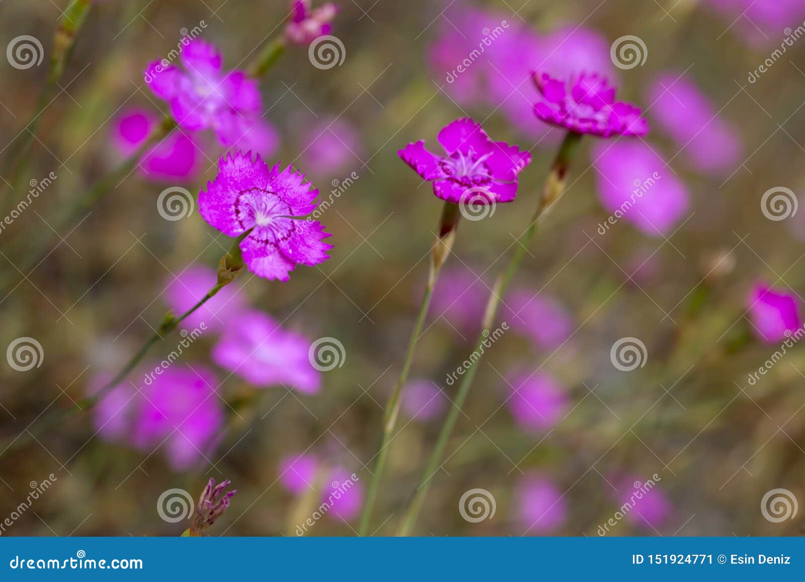 У дикой гвоздики 5. Dianthus carthusianorum. Гора гвоздик. Гвоздики Дикие поле фото.