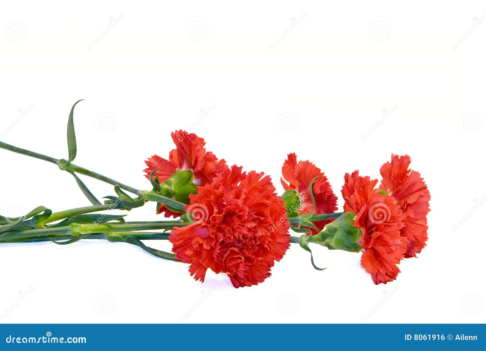 Две гвоздики png